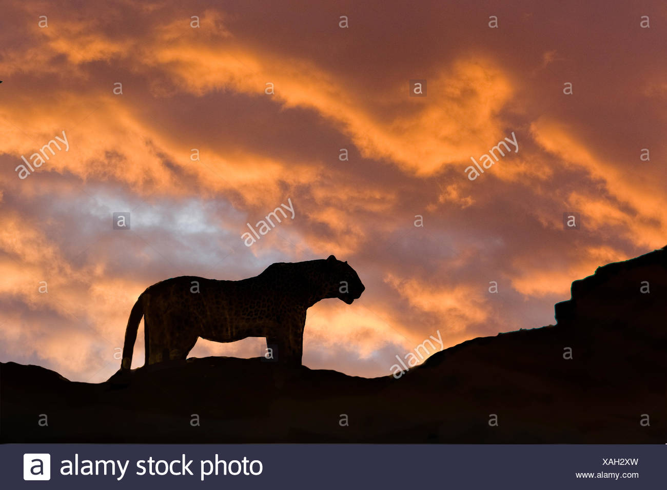 Leopard (Panthera pardus), Masai Mara, Kenya, Afrique de l'Est Banque D'Images