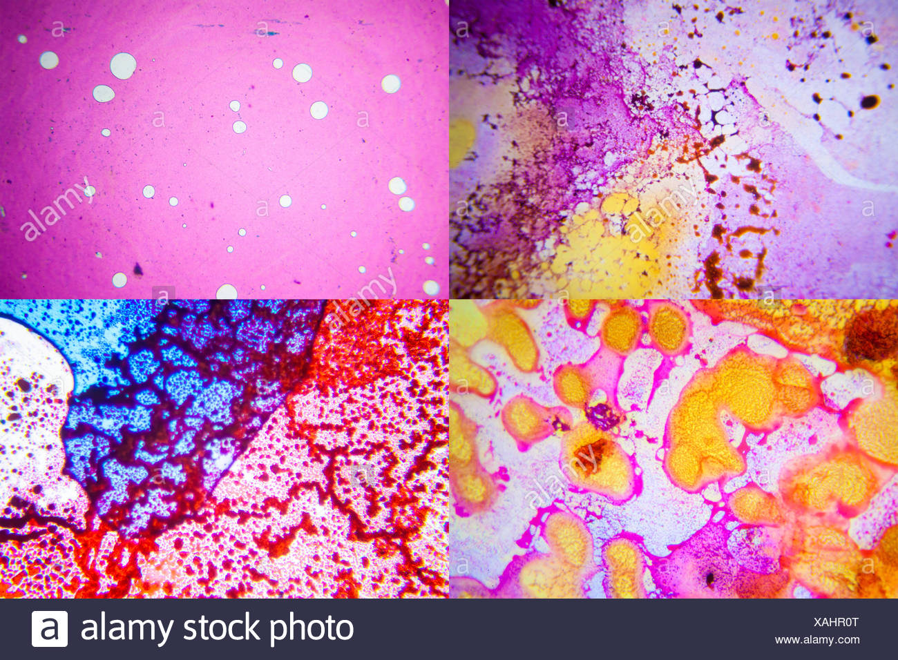 Images microscopiques du tissu de peau. Banque D'Images