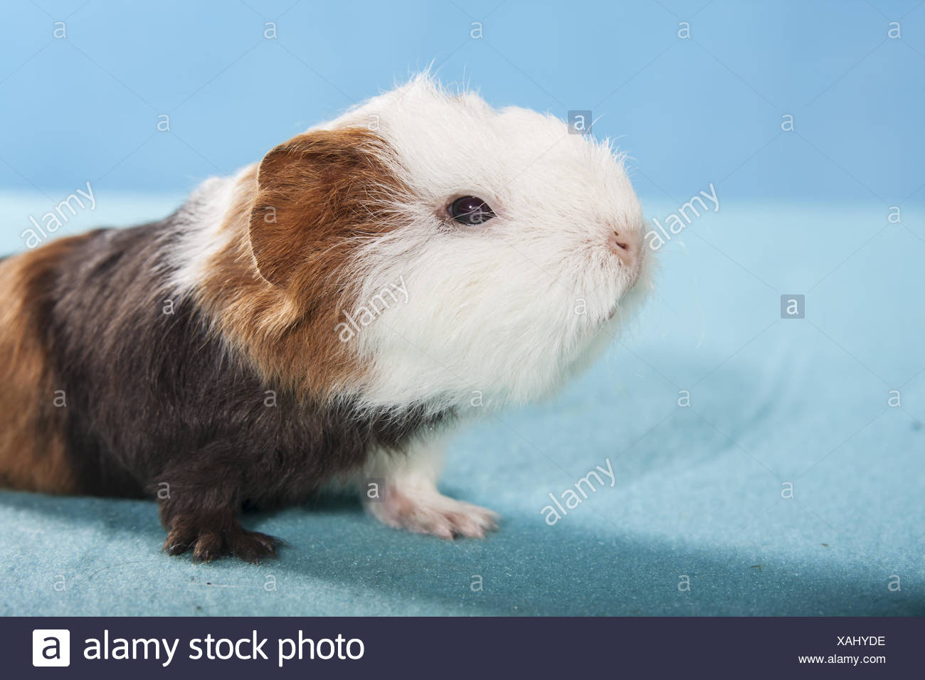 Bebe Cochon D Inde Banque D Image Et Photos Alamy
