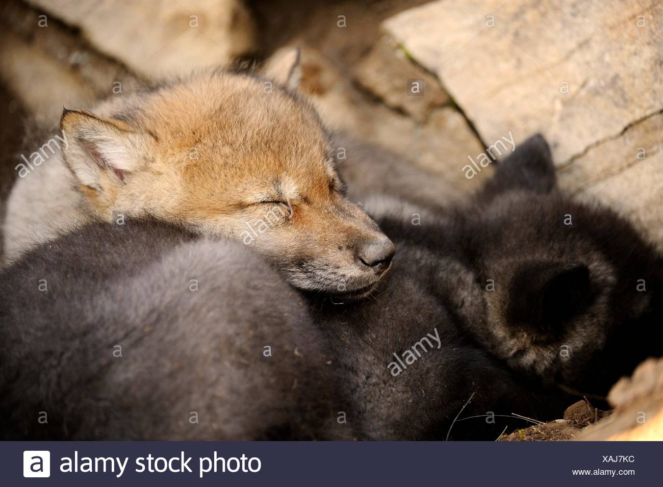 Loup Gris Canis Lupus Bebes Photo Stock Alamy Loup Gris Canis Lupus Bebes Photo Stock Alamy