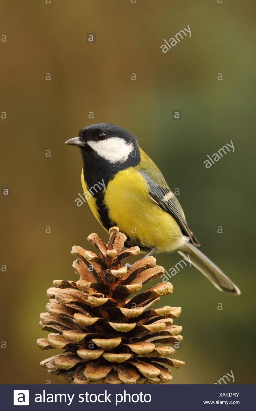 Oiseau Oiseaux Mésange Bicolore Grande Mésange Bicolore