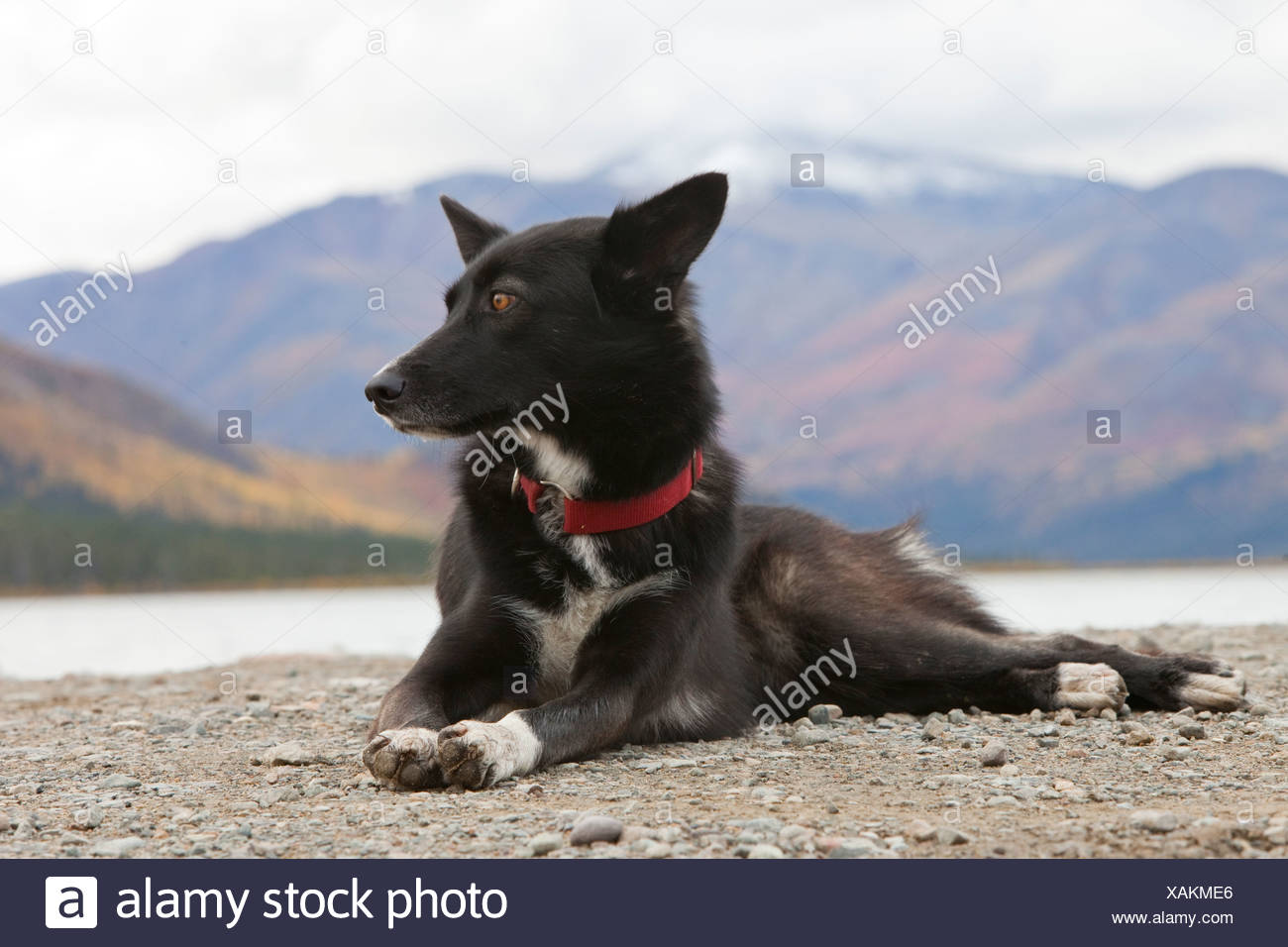 Chien De Traîneau Mix Longue Distance Sprint Race Chien