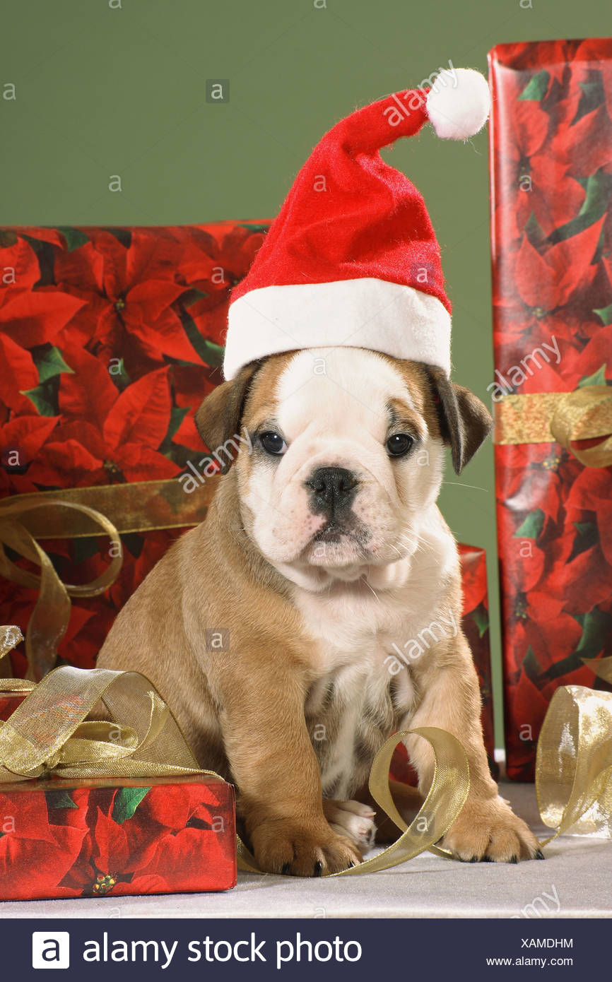 Chiot Bouledogue Anglais Avec Le Pere Noel Cap Photo Stock Alamy