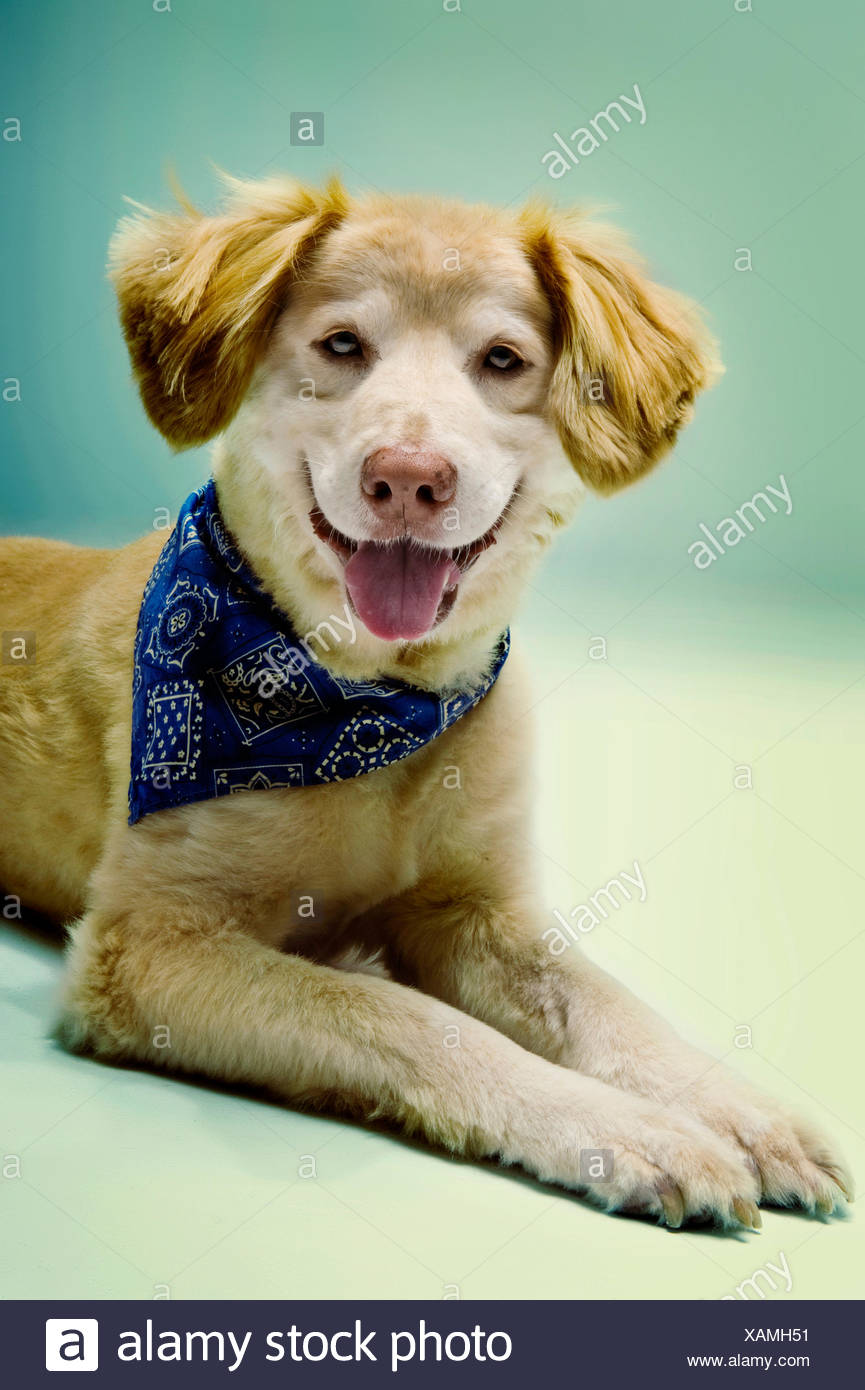 Une Race Mélangée Chien Porte Un Bandana Bleu Comme Il Le