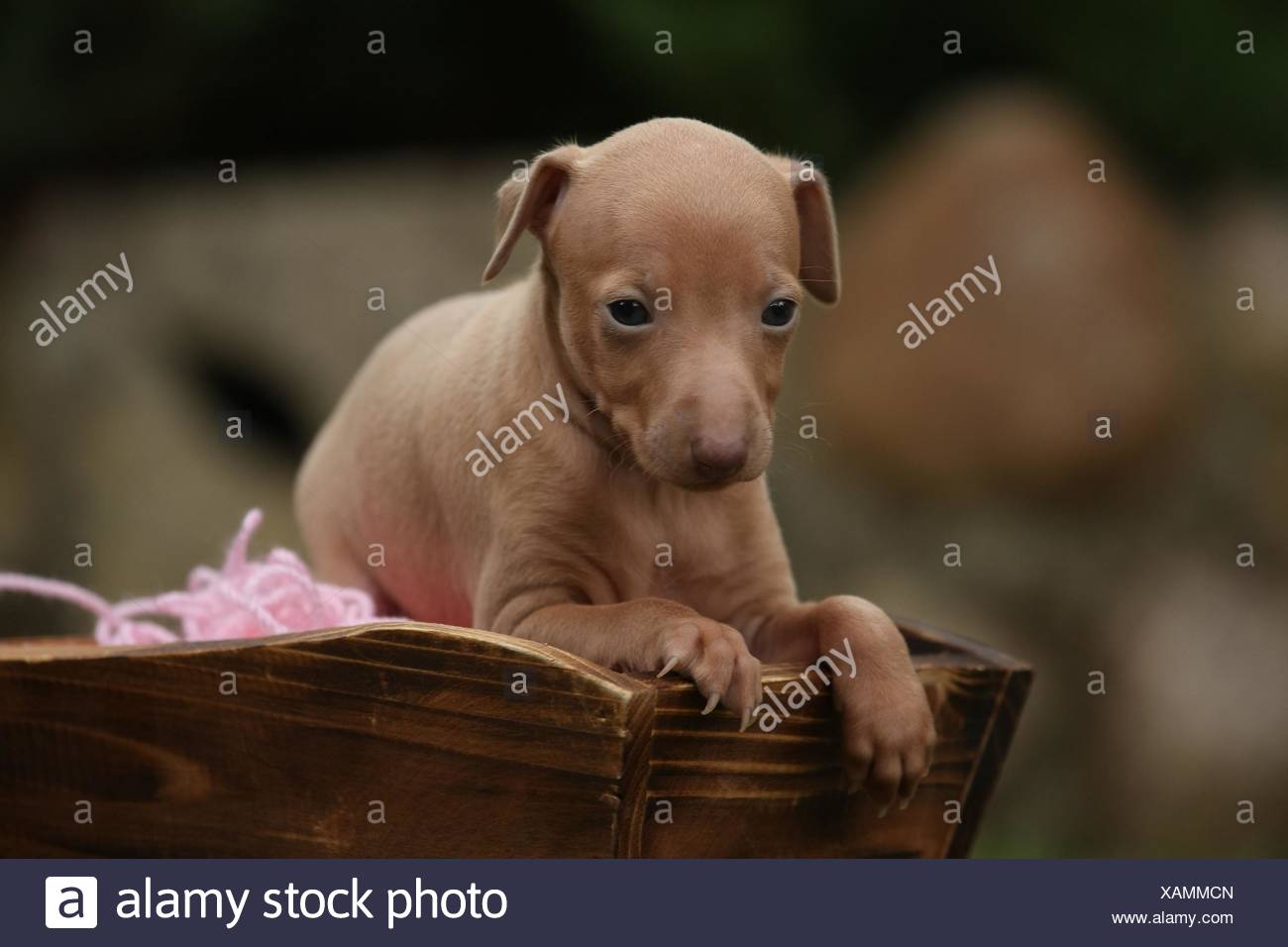 Chiot Levrier Italien Photo Stock Alamy Chiot Levrier Italien Photo Stock Alamy