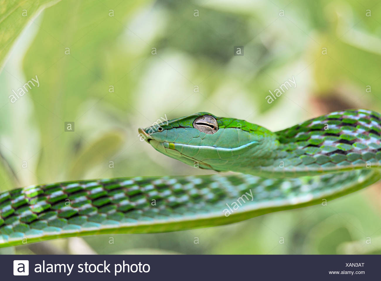 Ahaetulla nasuta SERPENT DE VIGNE Commune Peu Commune, Venimeux Banque D'Images
