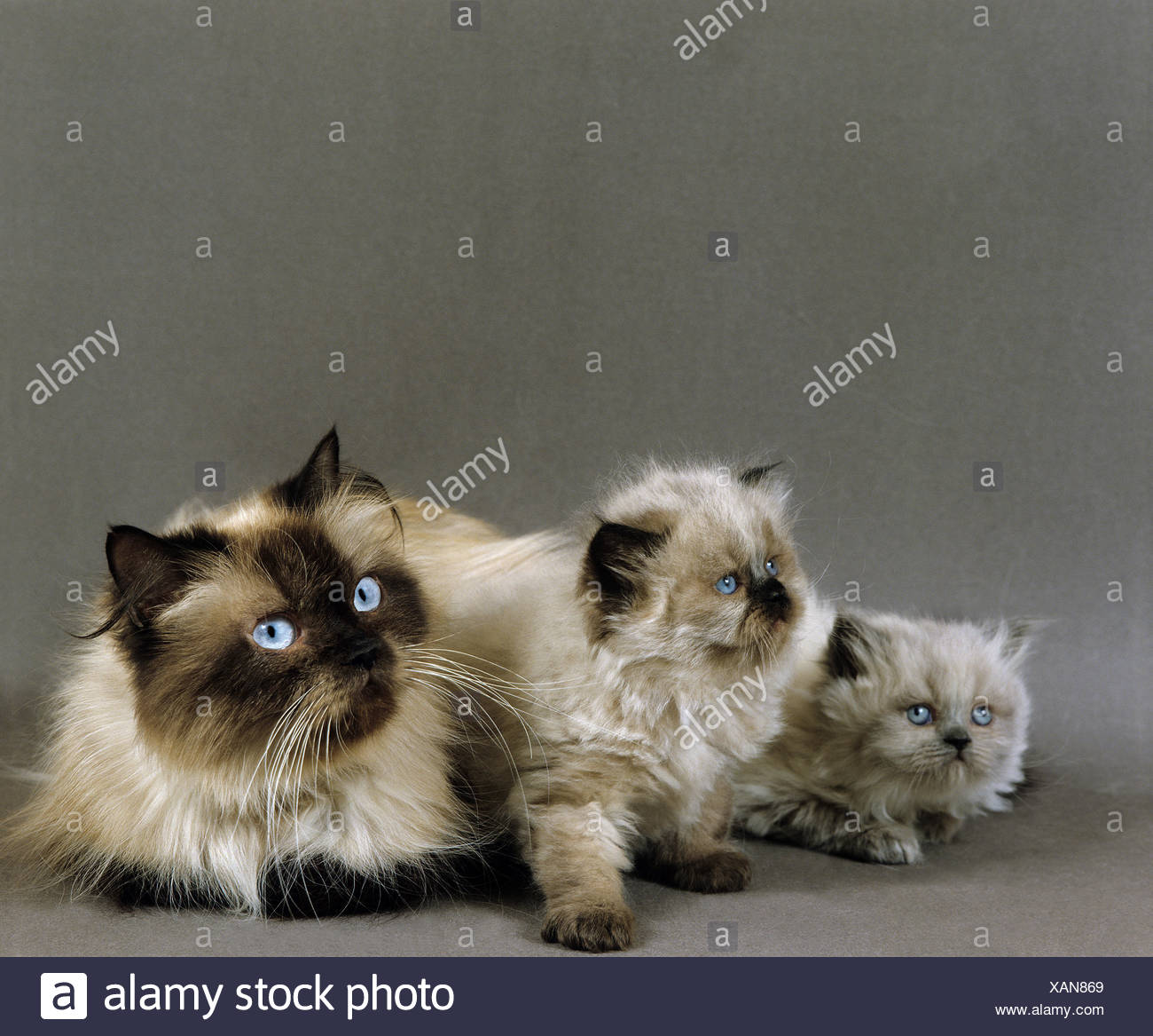 Persan Colourpoint Seal Point Femelle Chat Domestique Avec Des Petits Photo Stock Alamy