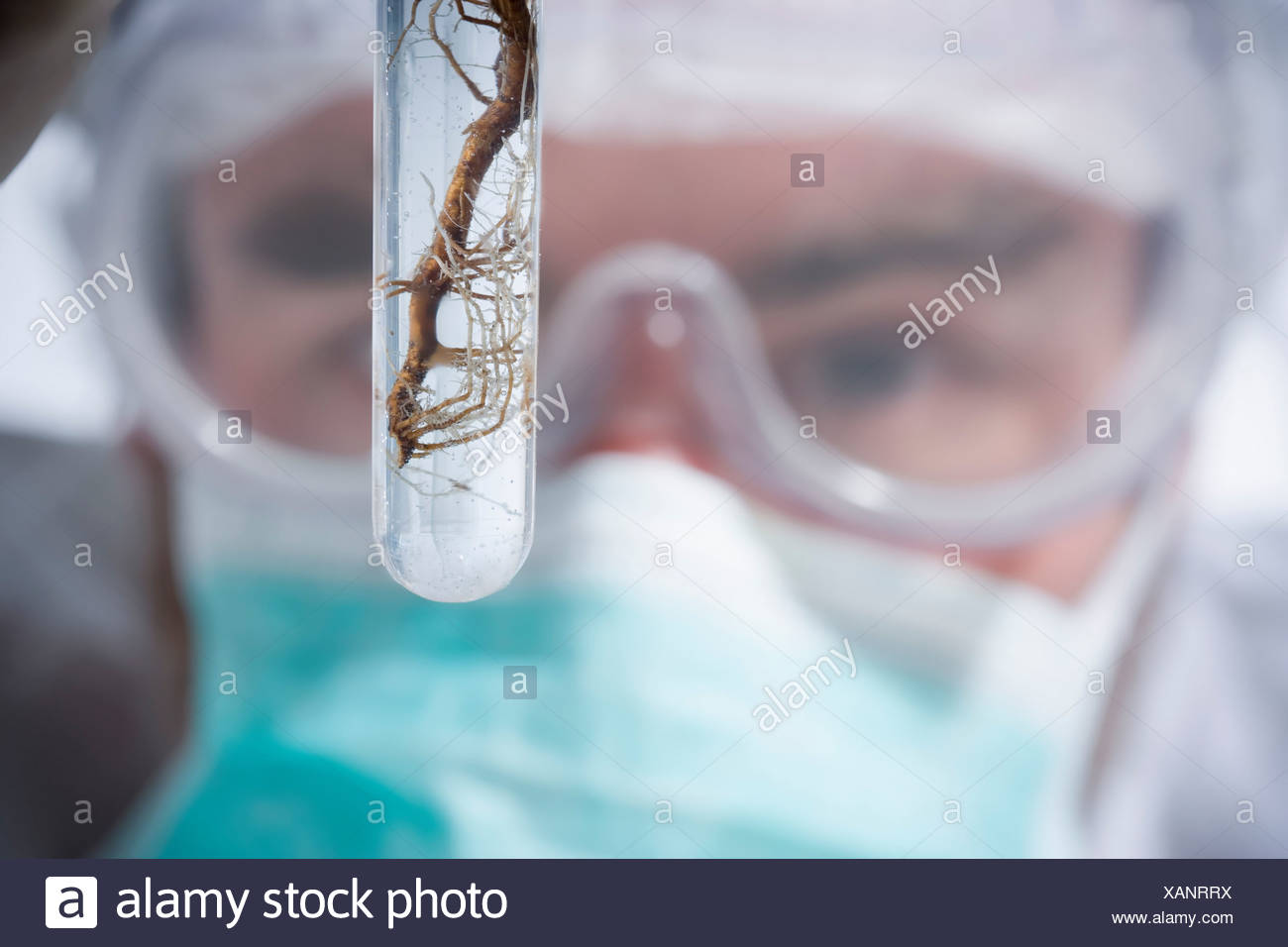 Scientist avec racines, Close up Banque D'Images