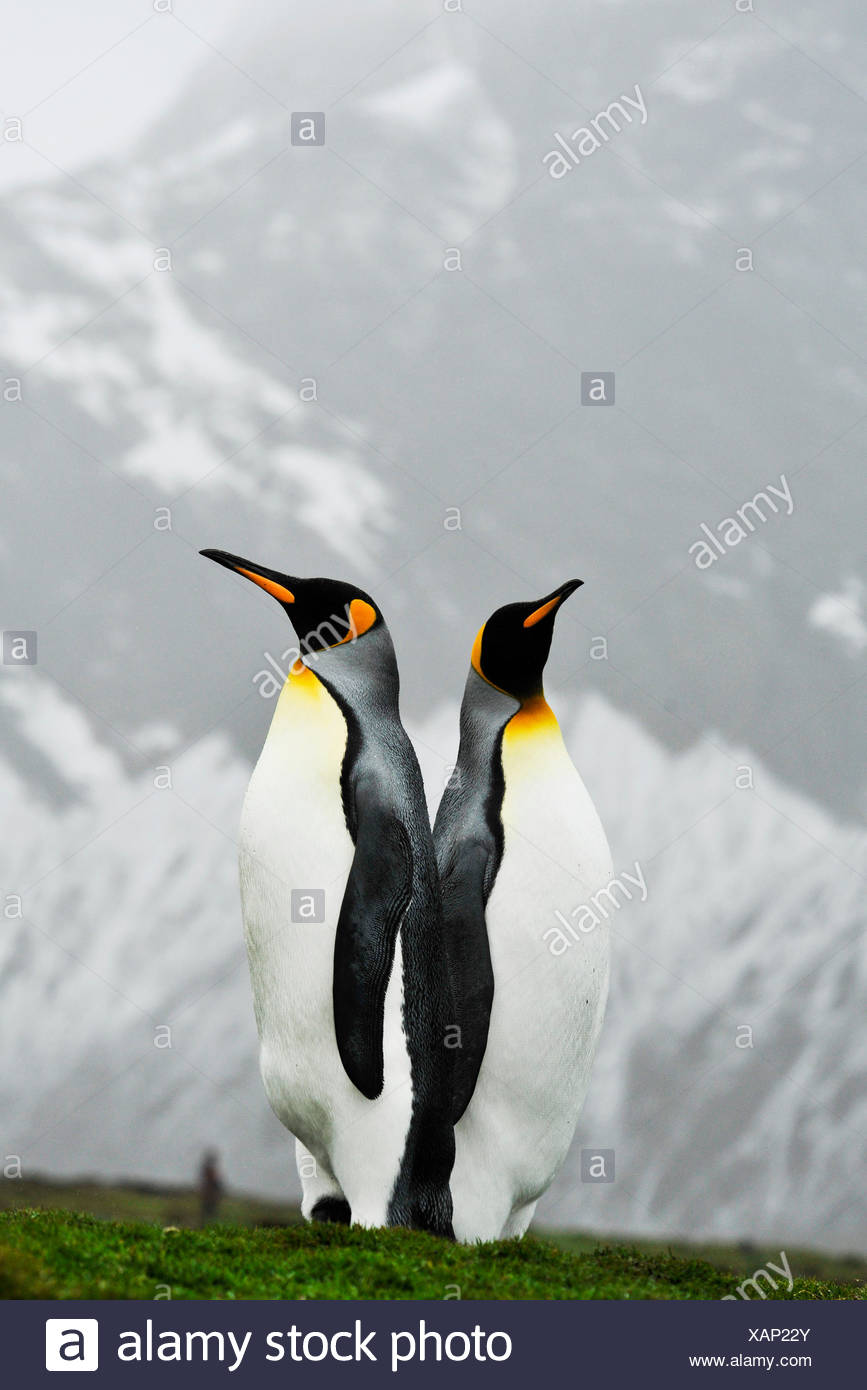 Manchot royal, l'Antarctique Banque D'Images
