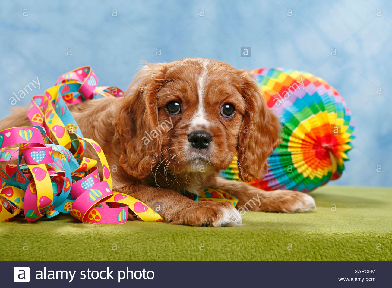 Cavalier King Charles Birthday Banque D Image Et Photos Alamy