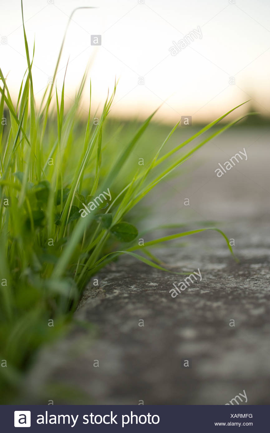 Brins d'herbe et de béton, Close up Banque D'Images