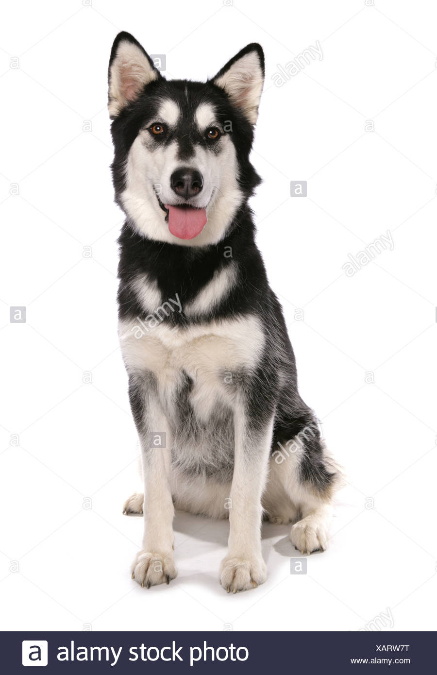 Chien Domestique Siberian Husky X Berger Allemand Chiot Assis Photo Stock Alamy