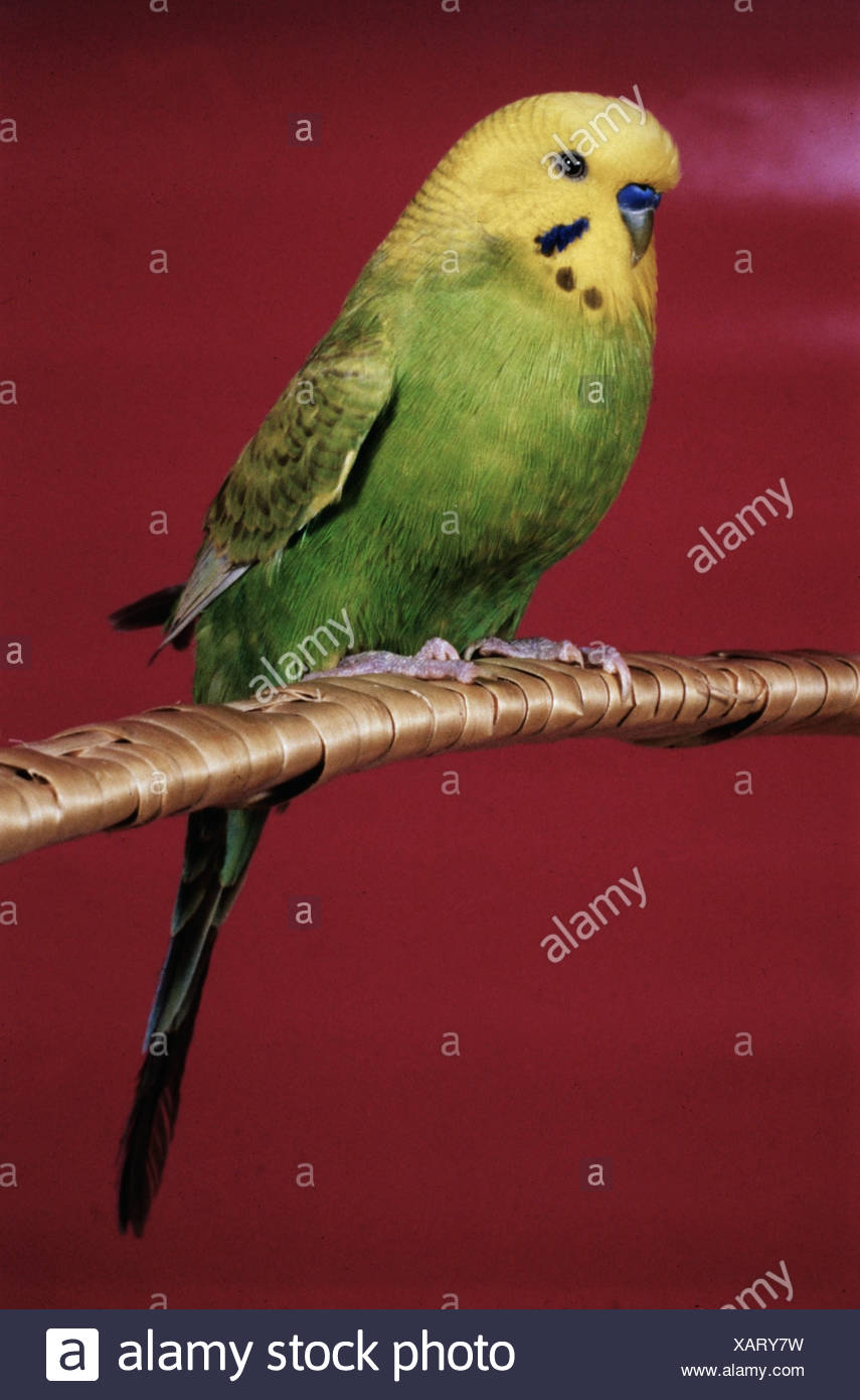 Zoologie Animaux Oiseaux Aviaire Perruche