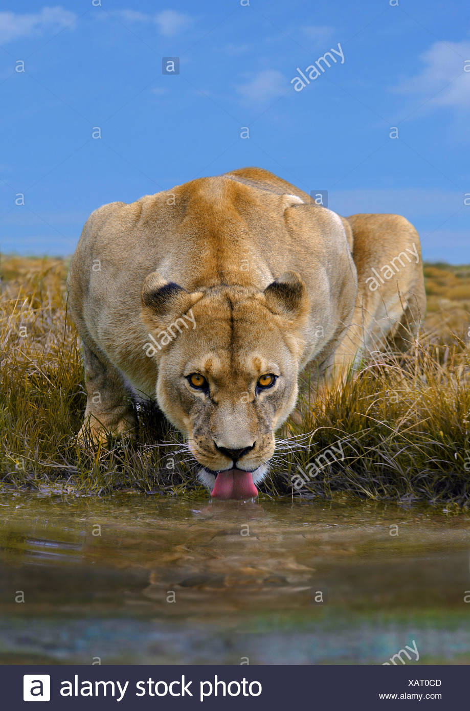 Lion (Panthera leo), boire de la lionne, la Tanzanie, le Parc National du Serengeti Banque D'Images