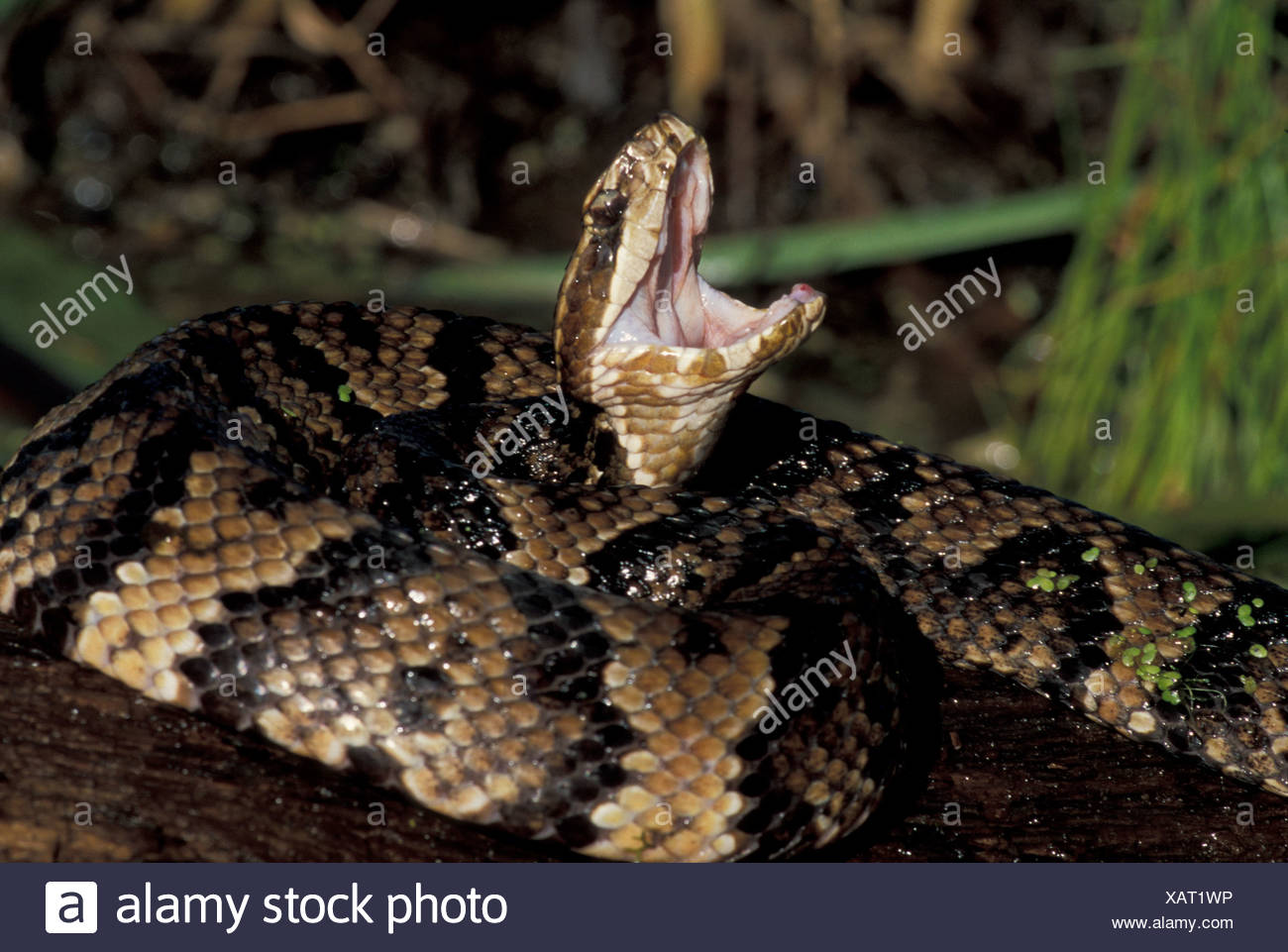 mocassin serpent