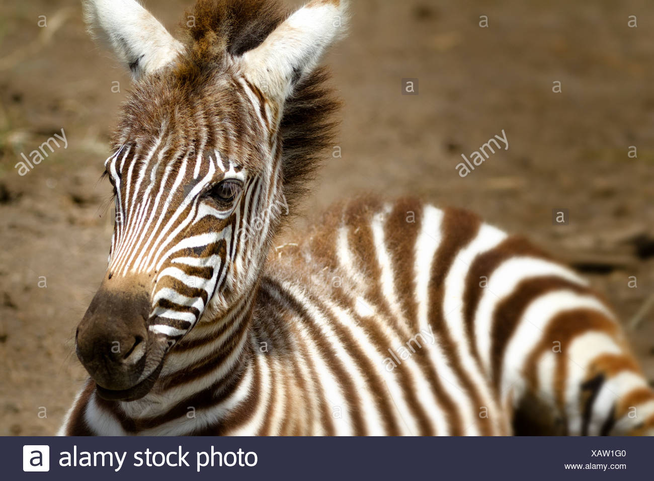 Bebe Zebre Tres Jeune Zebre Detail De La Tete Et L Avant En Position Couchee Sur Le Sol Avec La Tete Relevee Le Lac Nakuru Kenya Photo Stock Alamy Bebe Zebre Tres Jeune Zebre Detail De La Tete Et L Avant En Position Couchee Sur Le Sol Avec La Tete Relevee Le Lac Nakuru Kenya Photo Stock Alamy