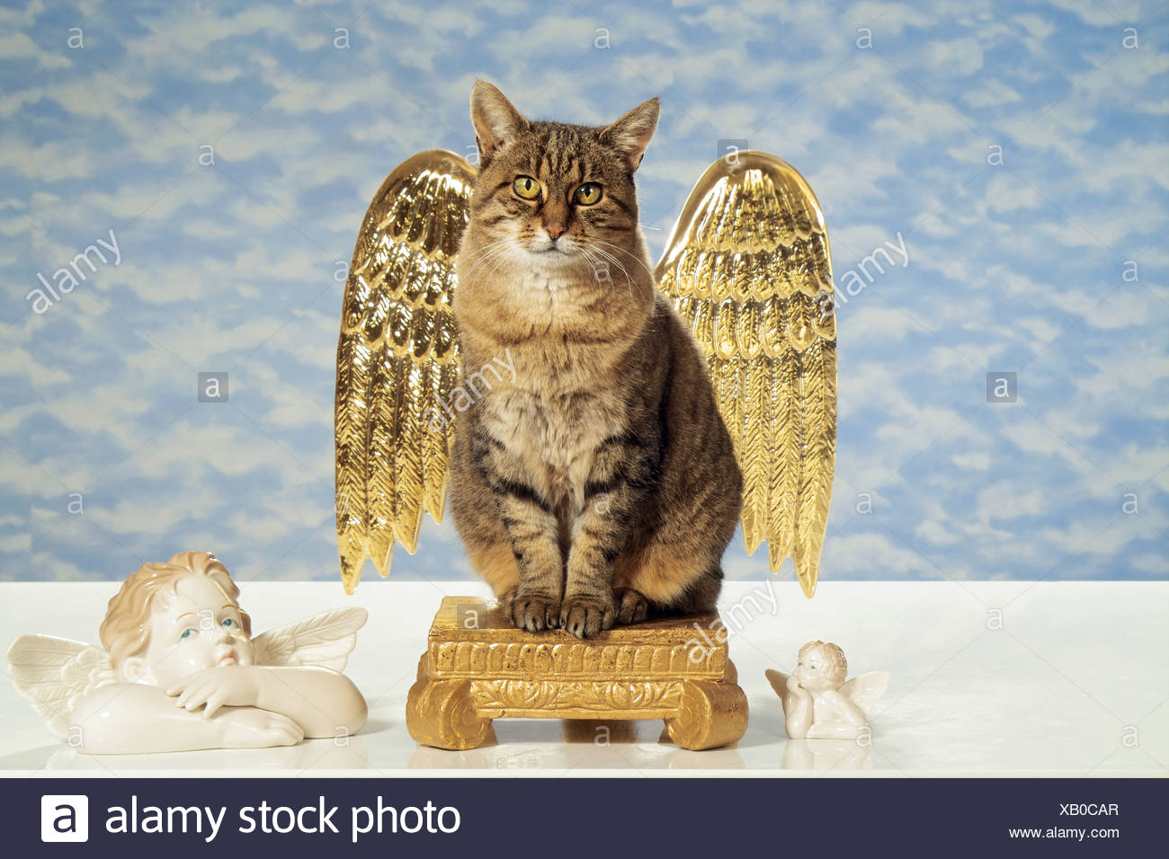 Tabby Chat Domestique Avec Les Ailes D Ange Photo Stock Alamy Tabby Chat Domestique Avec Les Ailes D Ange Photo Stock Alamy
