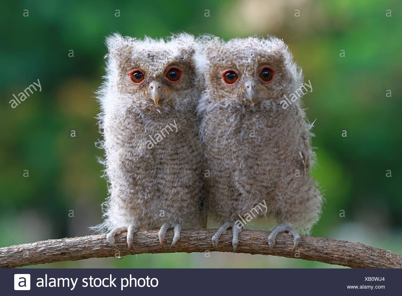 Chouettes Banque D Image Et Photos Alamy