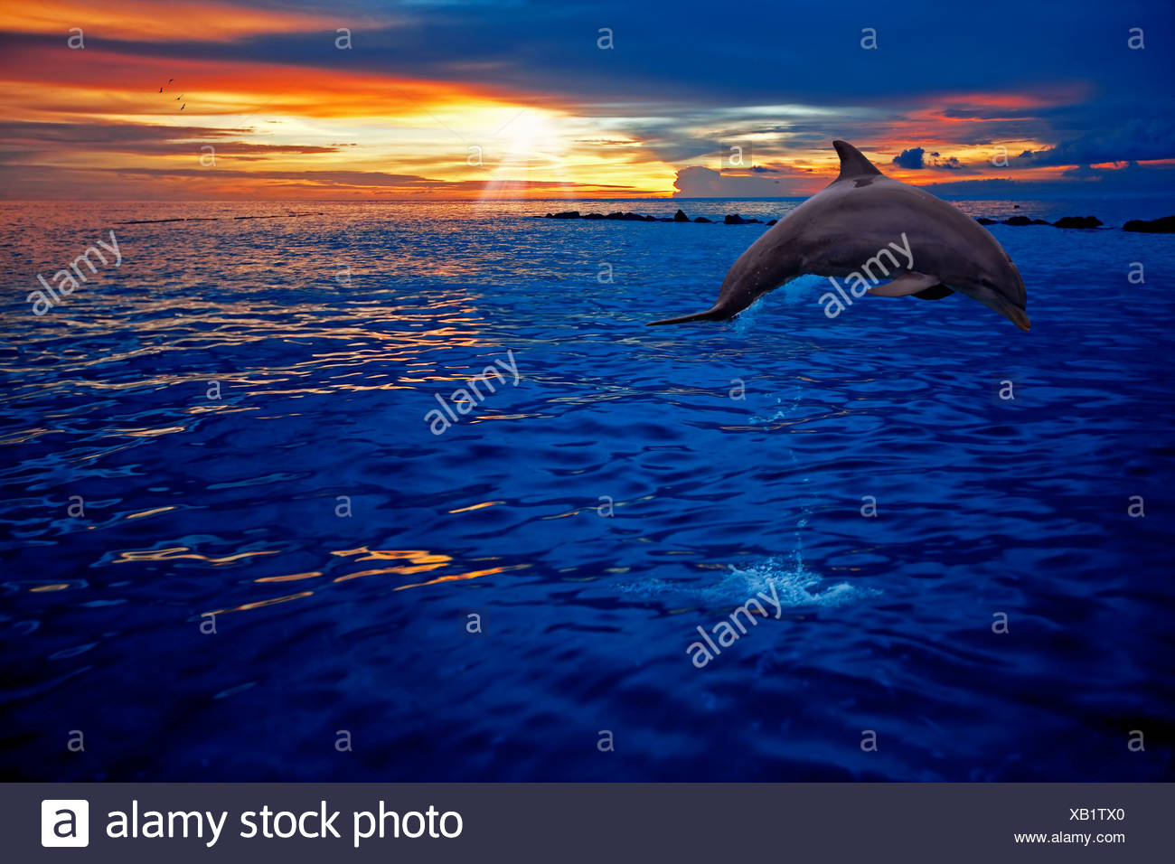 Un Dauphin Qui Saute Dans Le Coucher Du Soleil Le Curacao Photo Stock Alamy Un Dauphin Qui Saute Dans Le Coucher Du Soleil Le Curacao Photo Stock Alamy