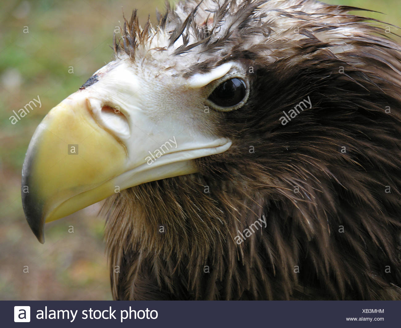 Oiseaux Oiseau Emblème Yeux Plumes Rapaces Oiseaux De Proie