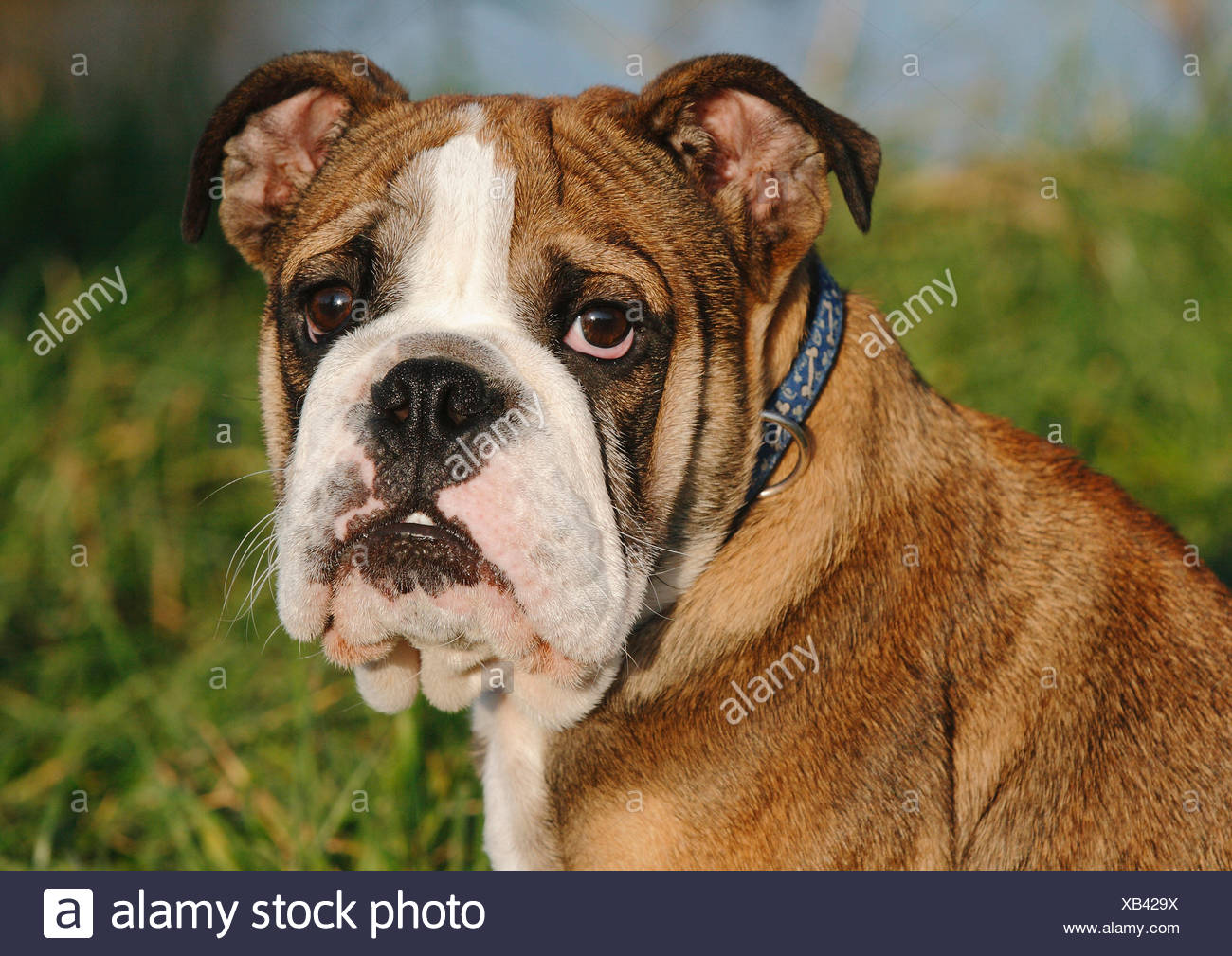 Chiot Bouledogue Anglais Photo Stock Alamy
