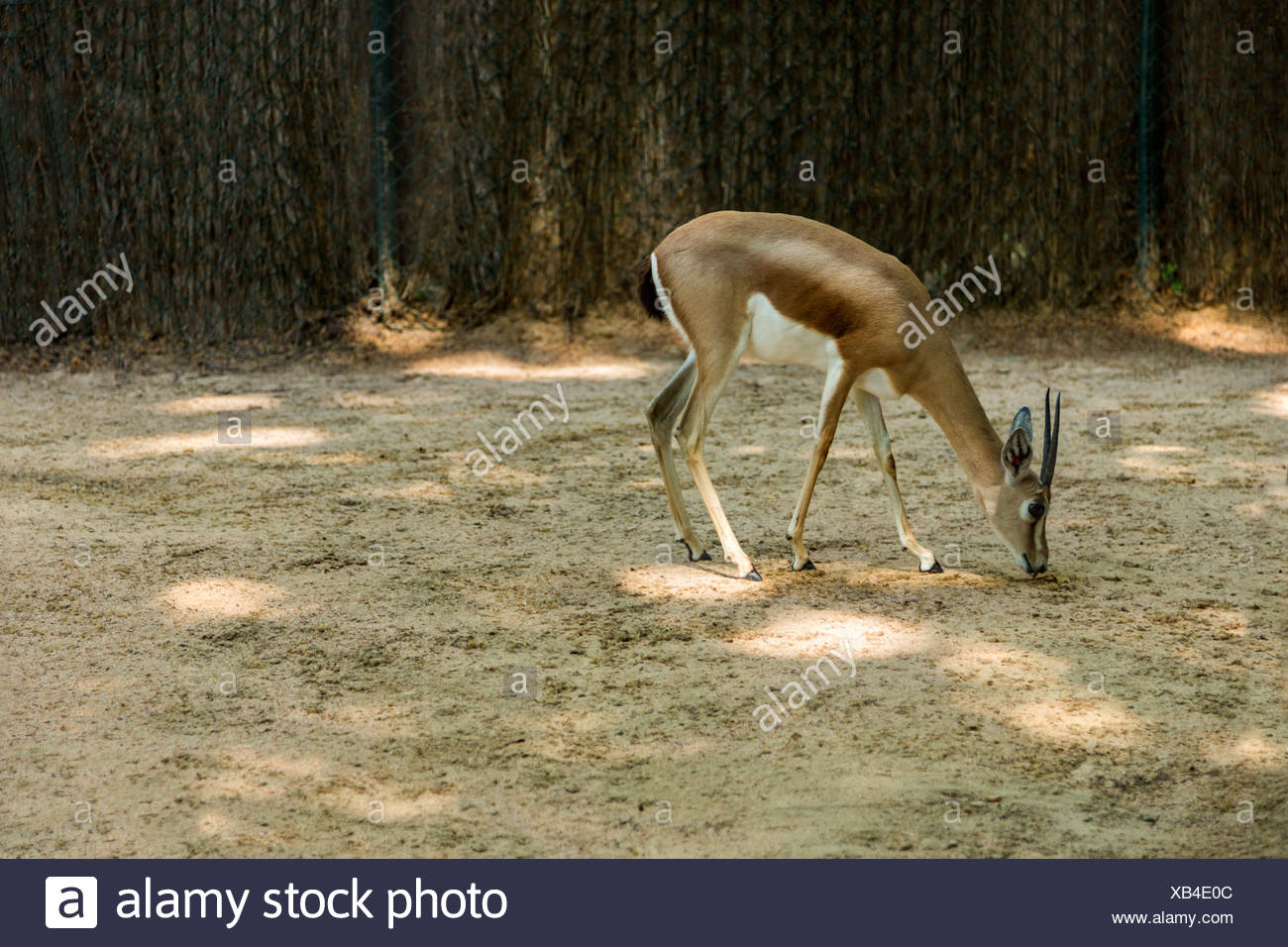 Gazelle dans un zoo, le Zoo de Barcelone, Barcelone, Catalogne, Espagne Banque D'Images