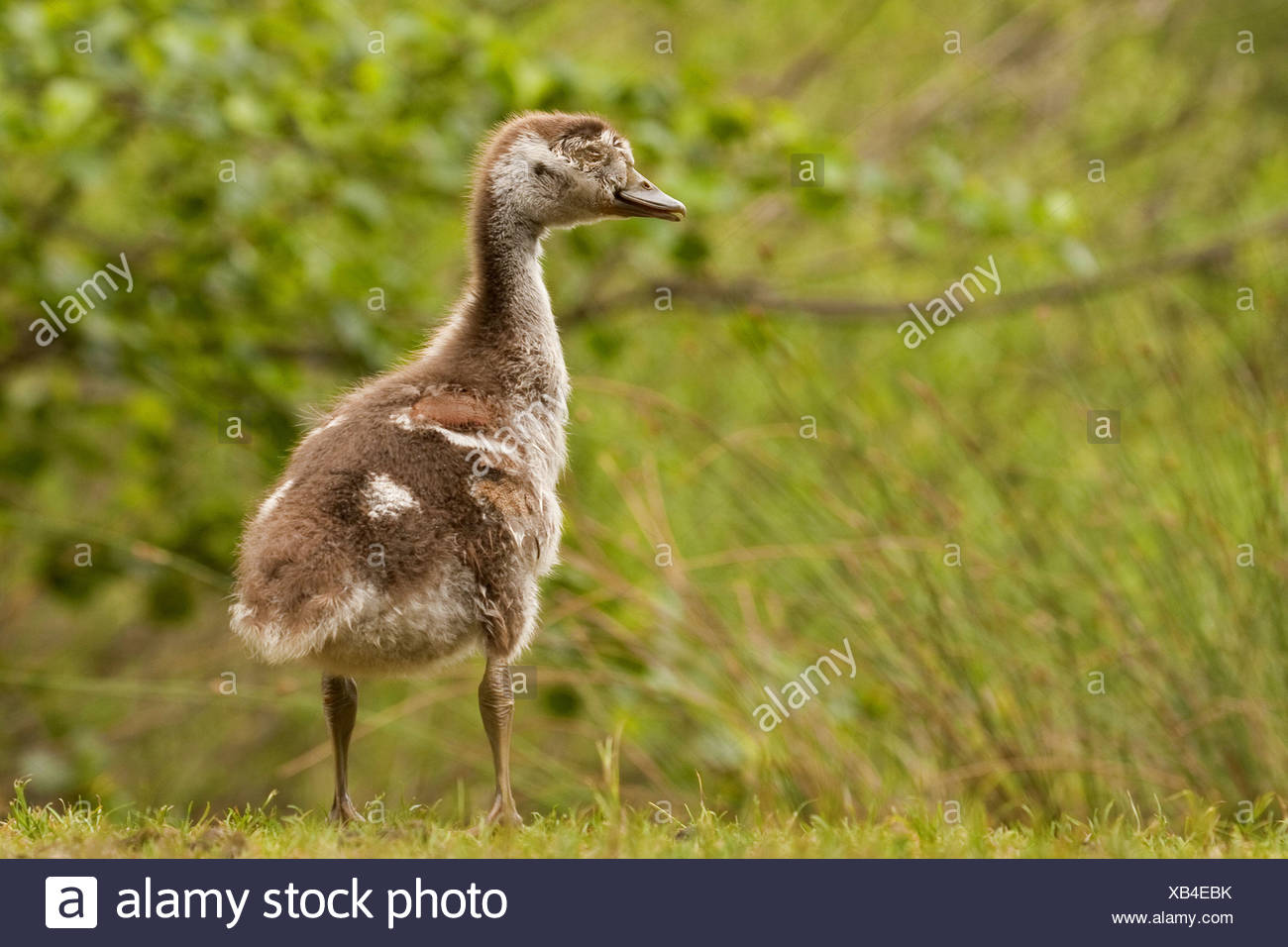 canada goose allemagne canada goose allemagne