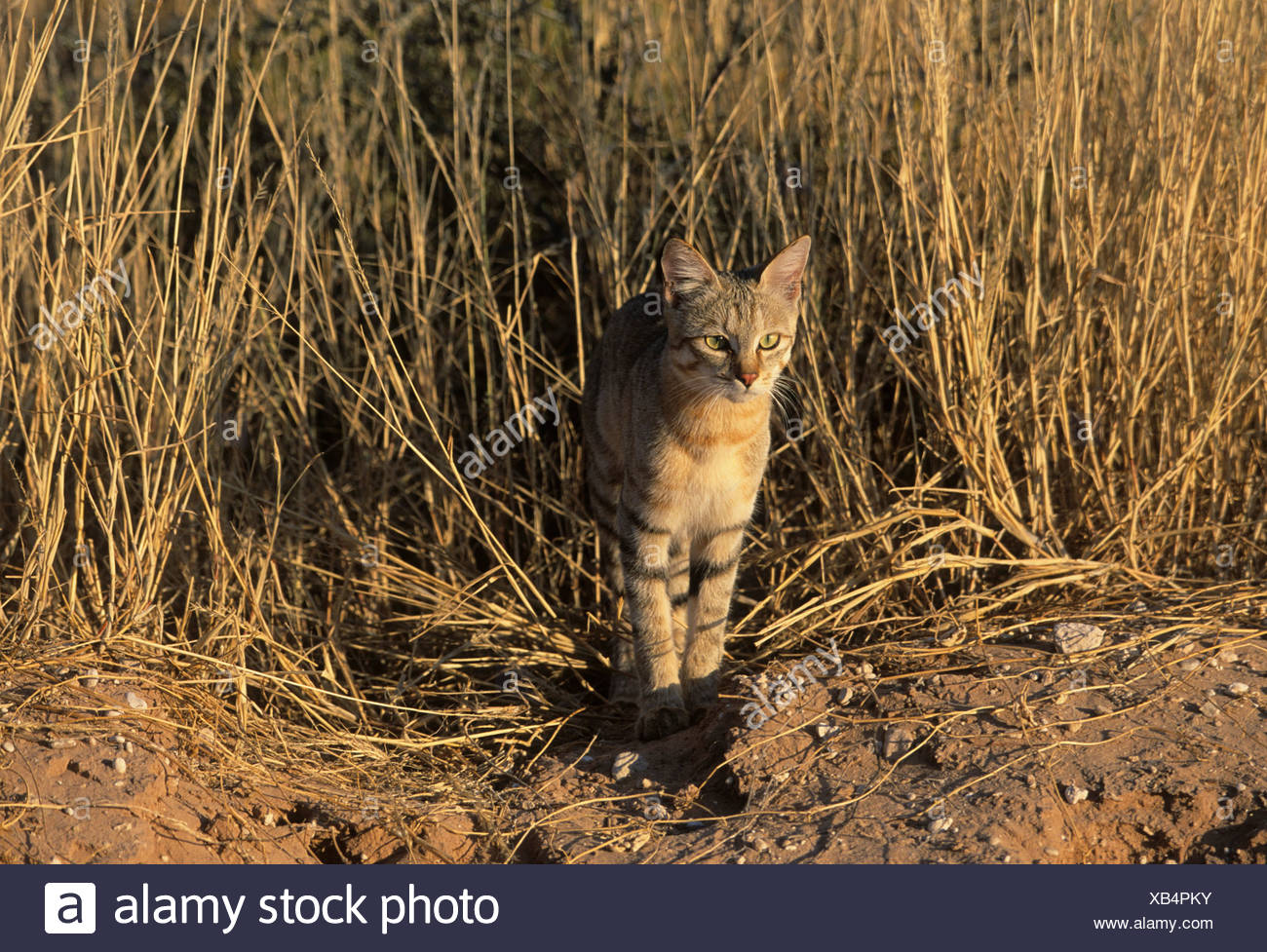 Chat Sauvage Africain Felis Silvestris Lybica Kgalagadi Transfrontier Park Kalahari Afrique Du Sud L Afrique Photo Stock Alamy