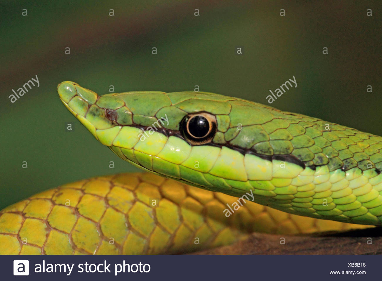 Bec long argentin (serpent Philodryas baroni), portrait Banque D'Images