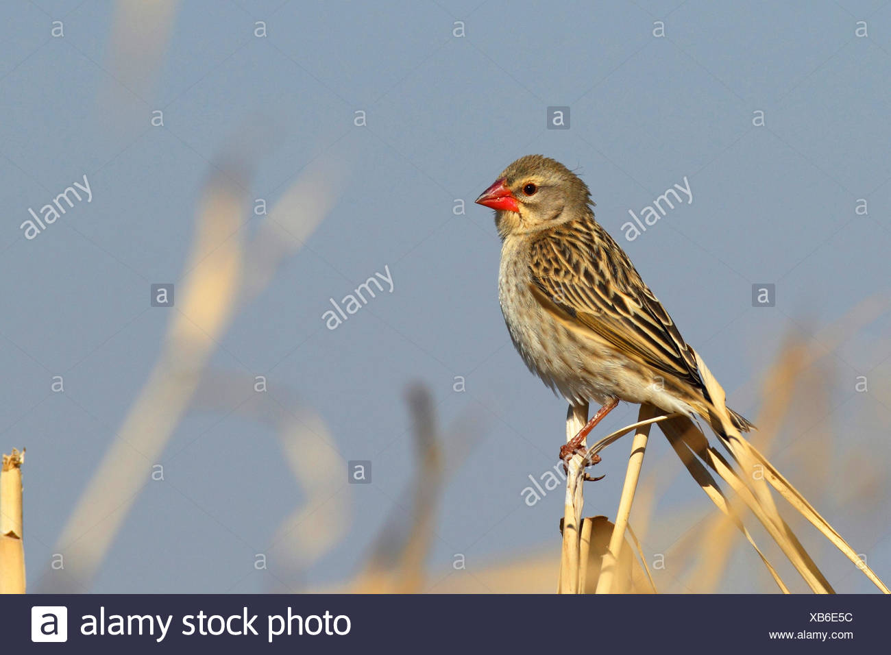 Quéléa à Bec Rouge Quelea Quelea Mâle En Plumage Déclipse