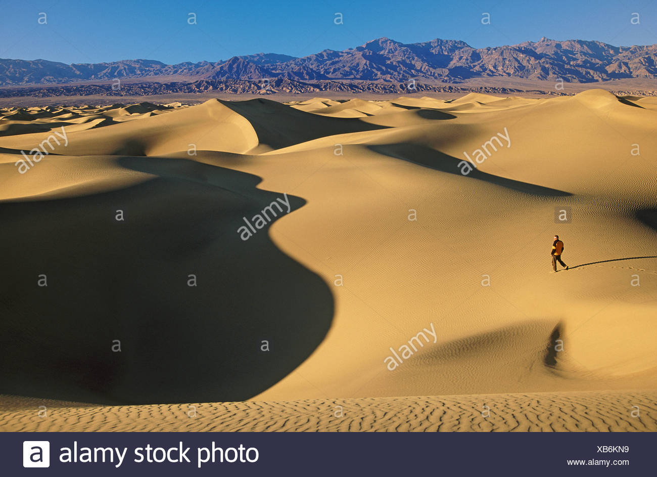 Randonneur sur mesquite sand dunes Banque D'Images