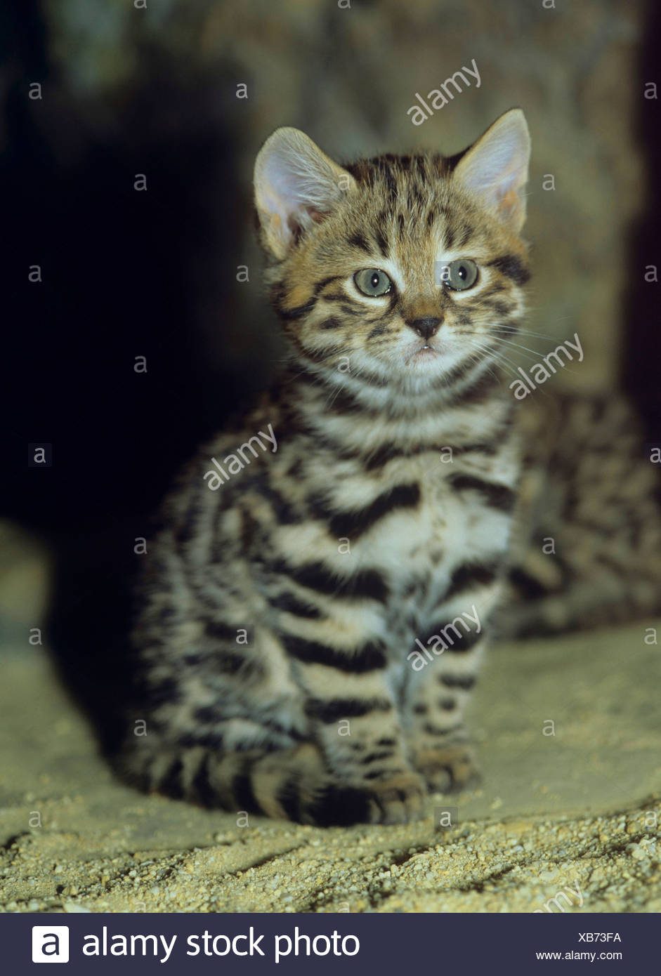 Chat A Pieds Noirs D Afrique Felis Nigripes Jeune Chat A Pieds Noirs L Afrique Photo Stock Alamy