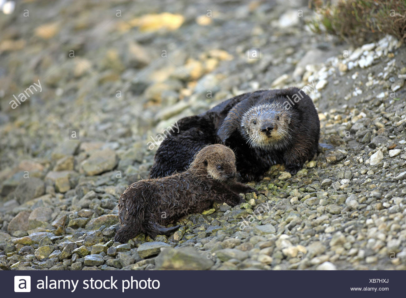 Une Terre A Terre Jungtier Jeunes Mutter Mit Bebe Maman Avec Bebe Loutre Loutre Mustelides Mustelides Mammiferes Mammifere Animal Photo Stock Alamy