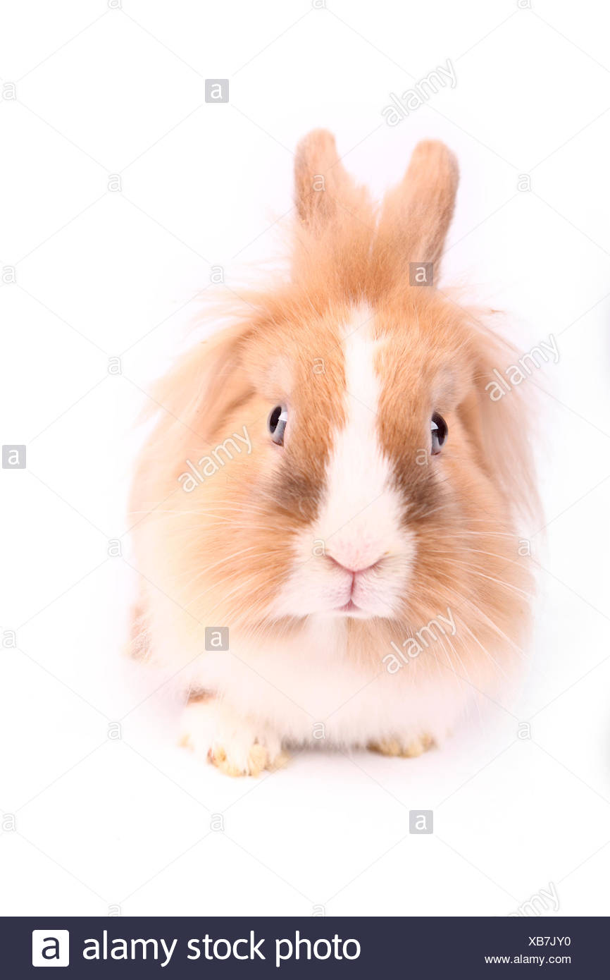 Lapin nain à tête de lion vu de face. Studio photo sur un fond blanc. Allemagne Banque D'Images
