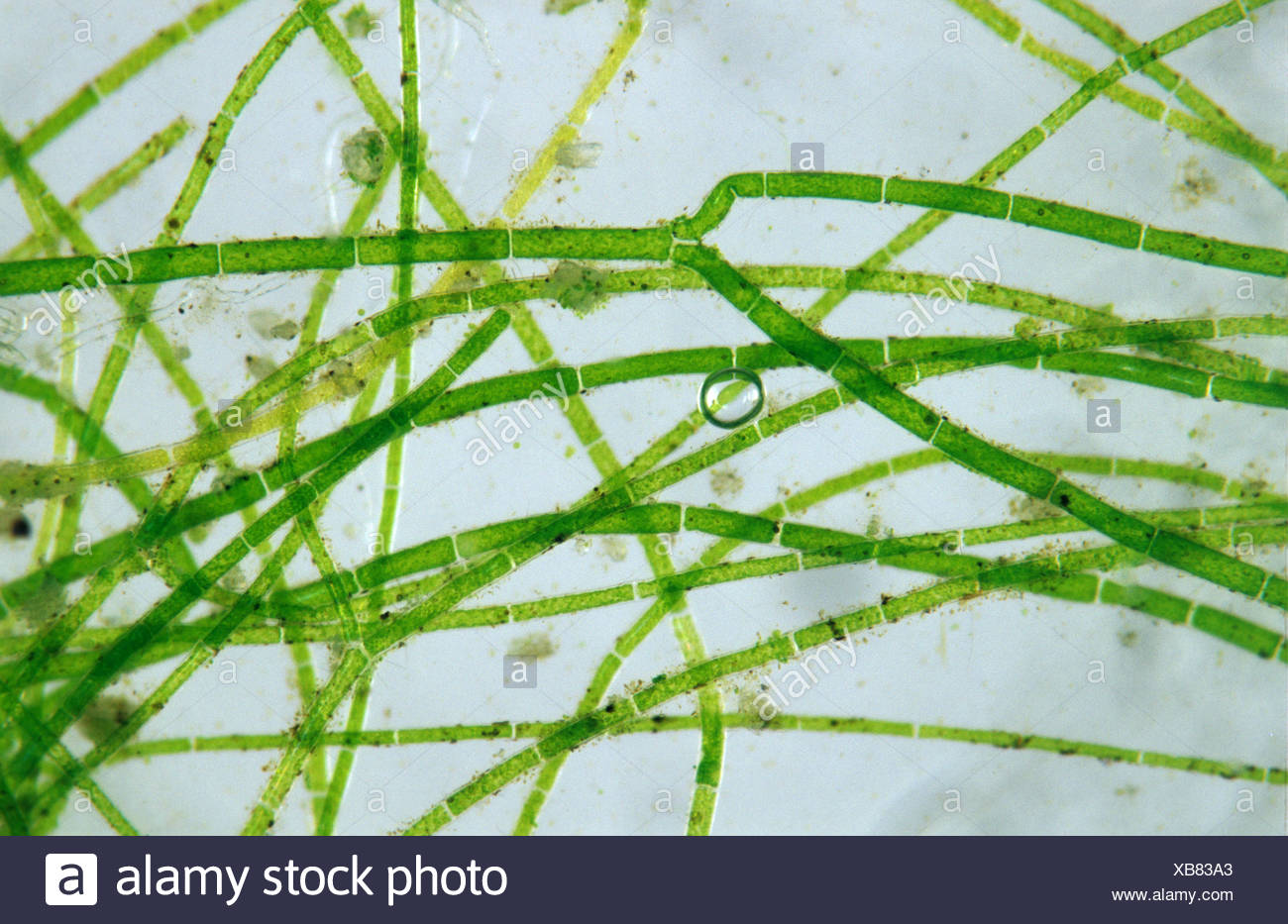 Photomicrographie de filaments de mauvaises herbes couverture Banque D'Images
