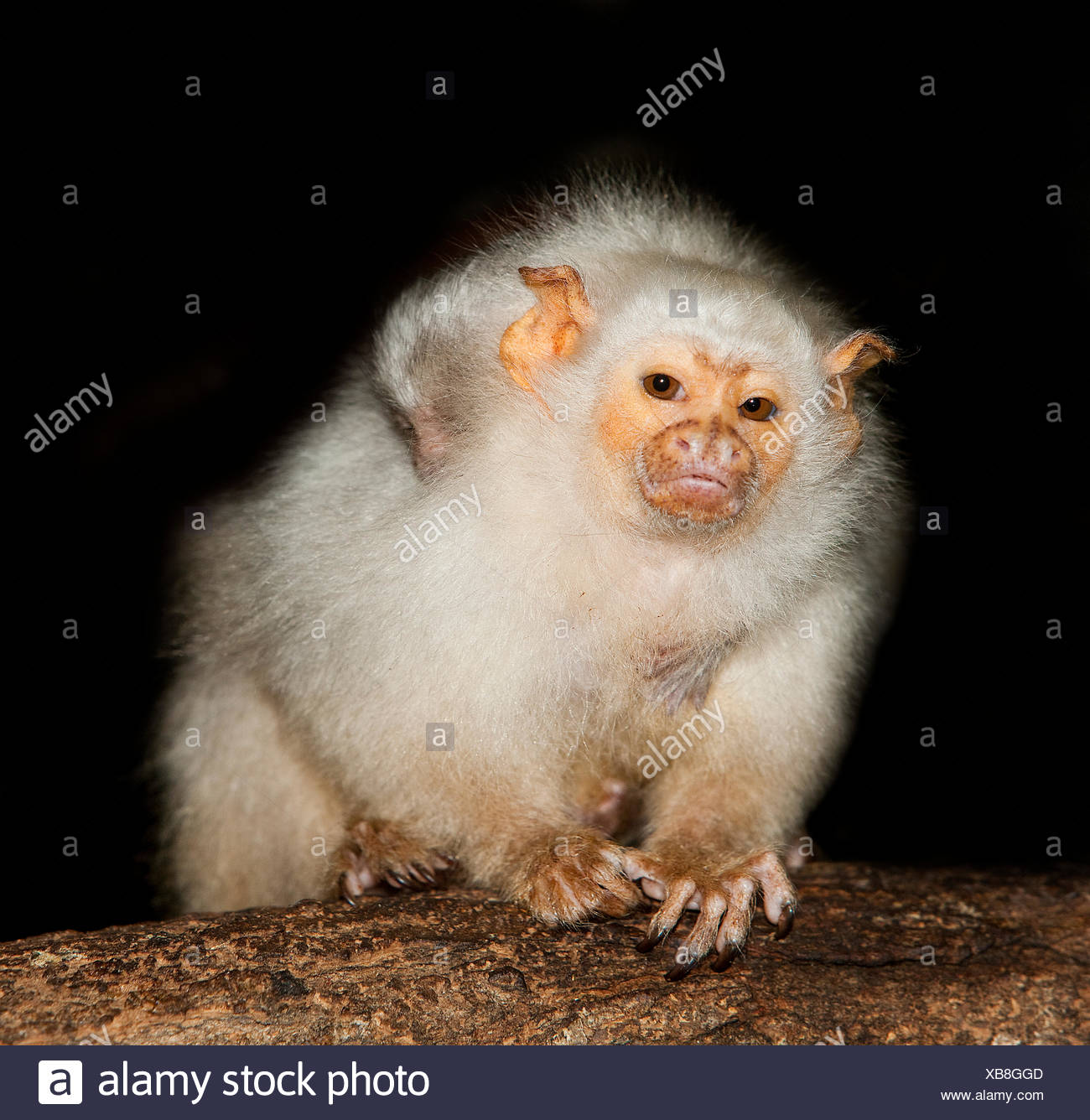 Ouistiti Argente Argentatus Mico Femelle Portant Un Bebe Sur Son Dos Photo Stock Alamy