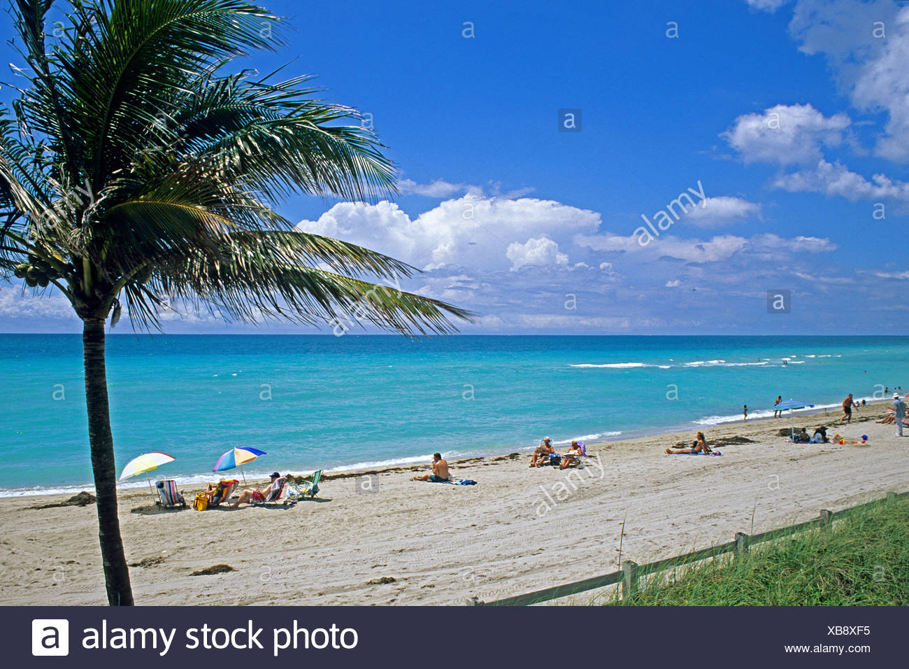 Les Gens Sur La Plage Avec Palmierdania Beach Floride