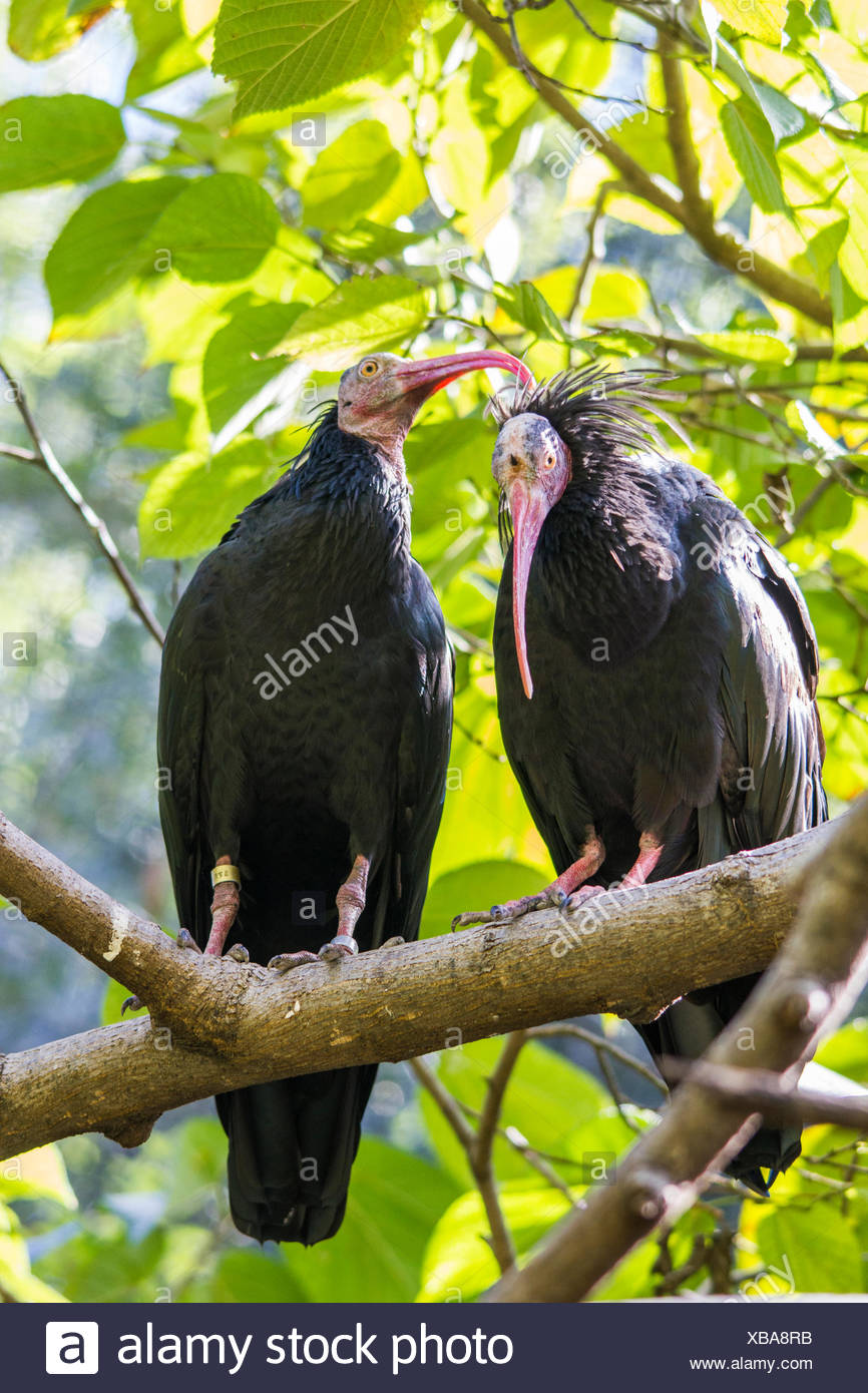 Lafrique Oiseau Carnivore Ciconiiformes En Voie De