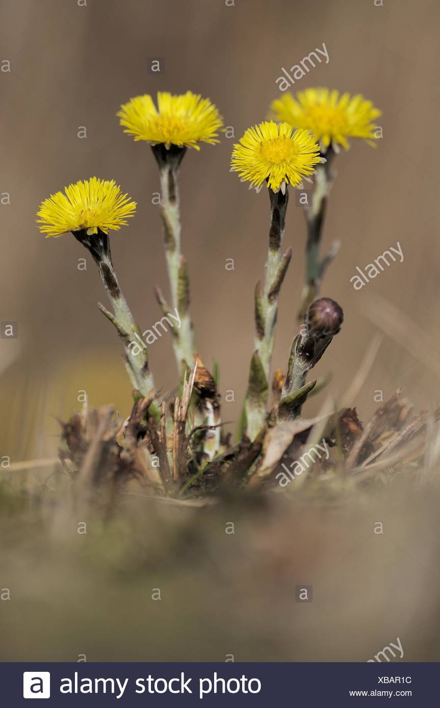 Tige Et Fleur Jaune Dtussilage Fleurit Dans Les Herbes Sur