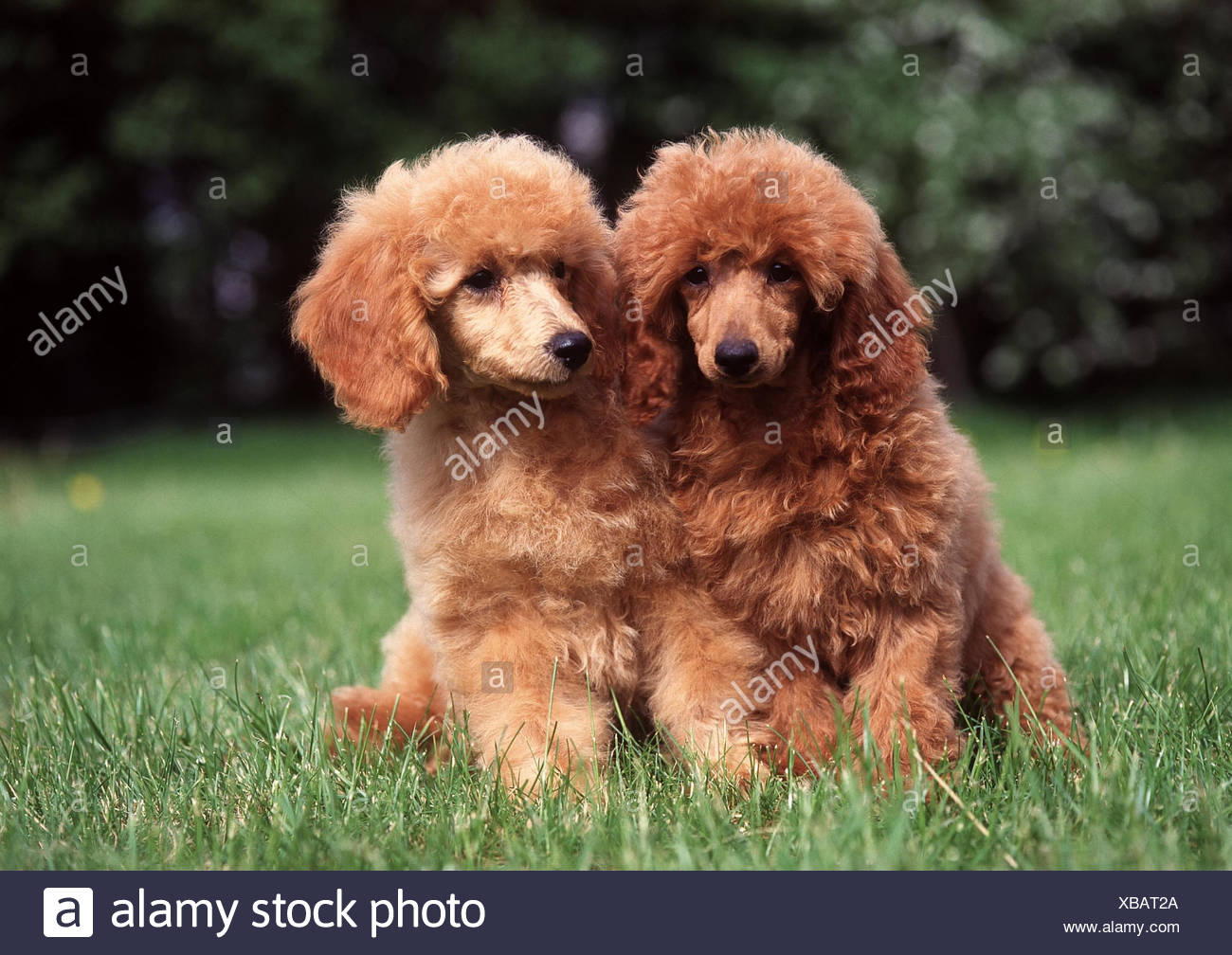 Pré Petit Caniche Deux Sasseoir Les Animaux Les