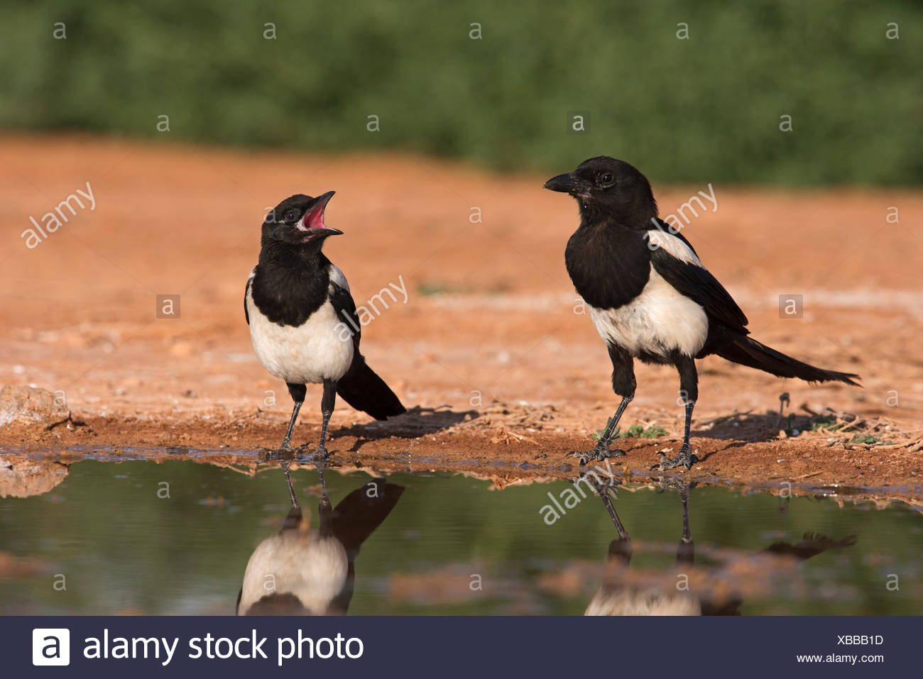 Pie Bavarde Pica Pica Jeunes Mendier De La Nourriture