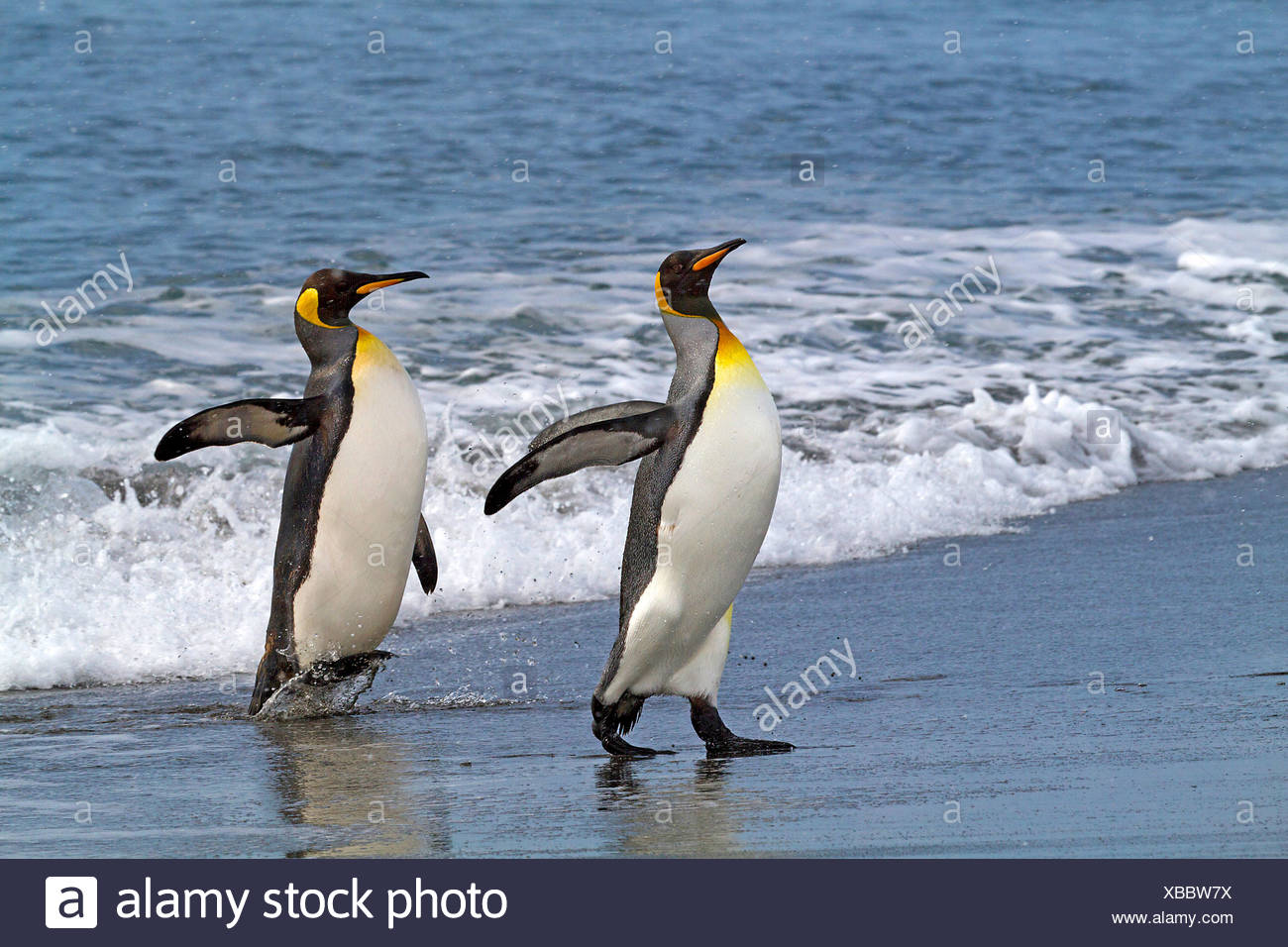 Manchot royal (Aptenodytes patagonicus), deux manchots royaux allant à terre, l'Antarctique, Suedgeorgien, Saint Andrews Bay Banque D'Images