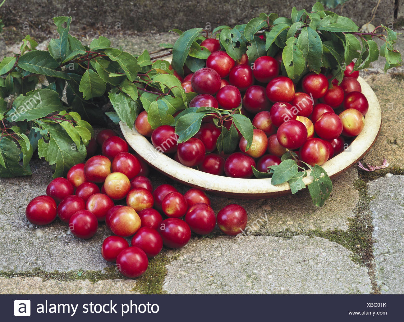 Plum Kind Photos Plum Kind Images Alamy
