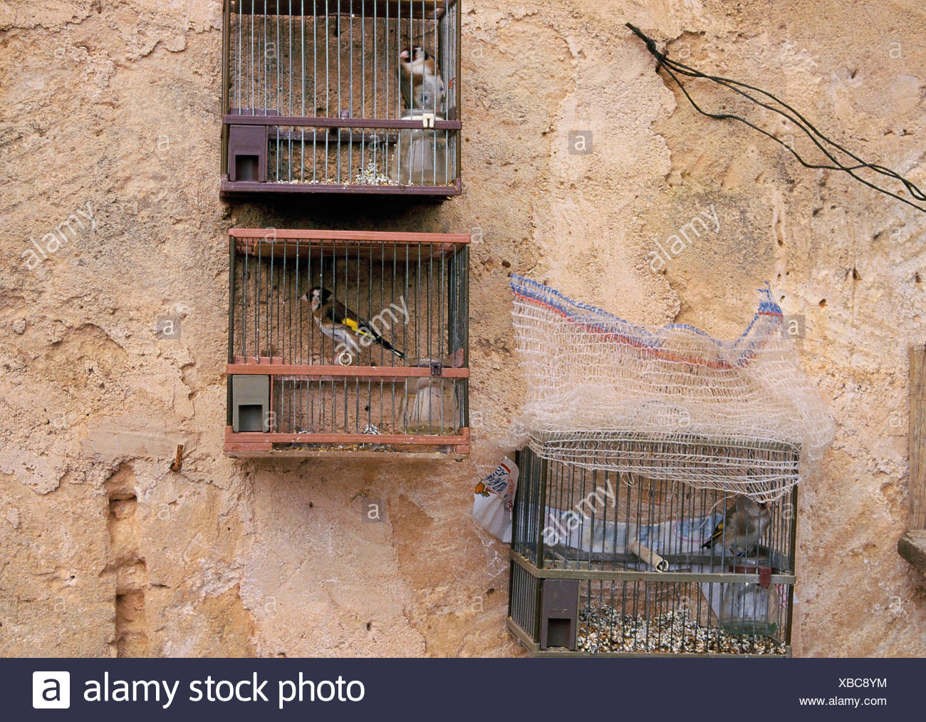 Eurasian Goldfinch Carduelis Carduelis Des Oiseaux En