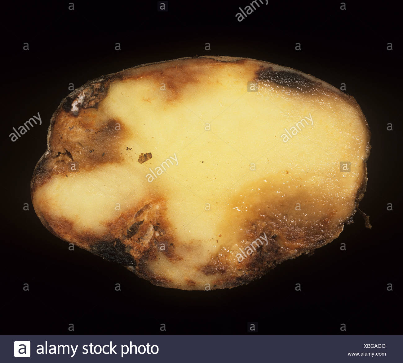 Maladie De La Pomme De Terre Banque D image Et Photos Alamy maladie-de-la-pomme-de-terre-banque-d-image-et-photos-alamy