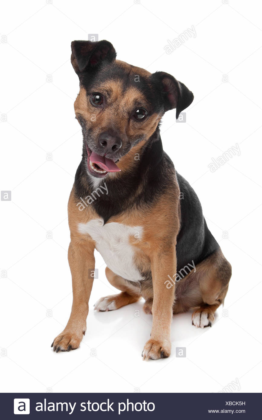 Noir Et Feu Jack Russel Terrier Photo Stock Alamy