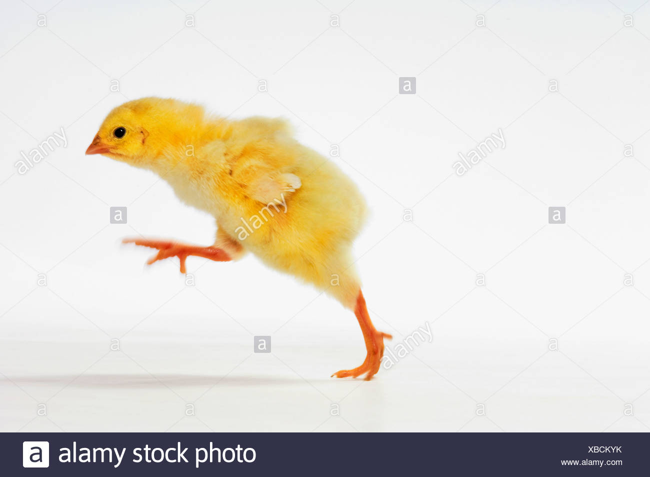 Poussin Jaune Un Poussin Photo Stock Alamy Poussin Jaune Un Poussin Photo Stock Alamy