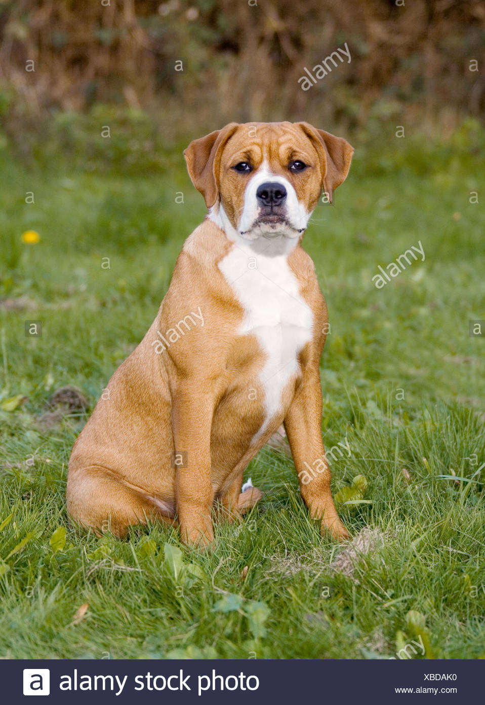 La Moitié Des Chiens De Race Bouledogue Américain