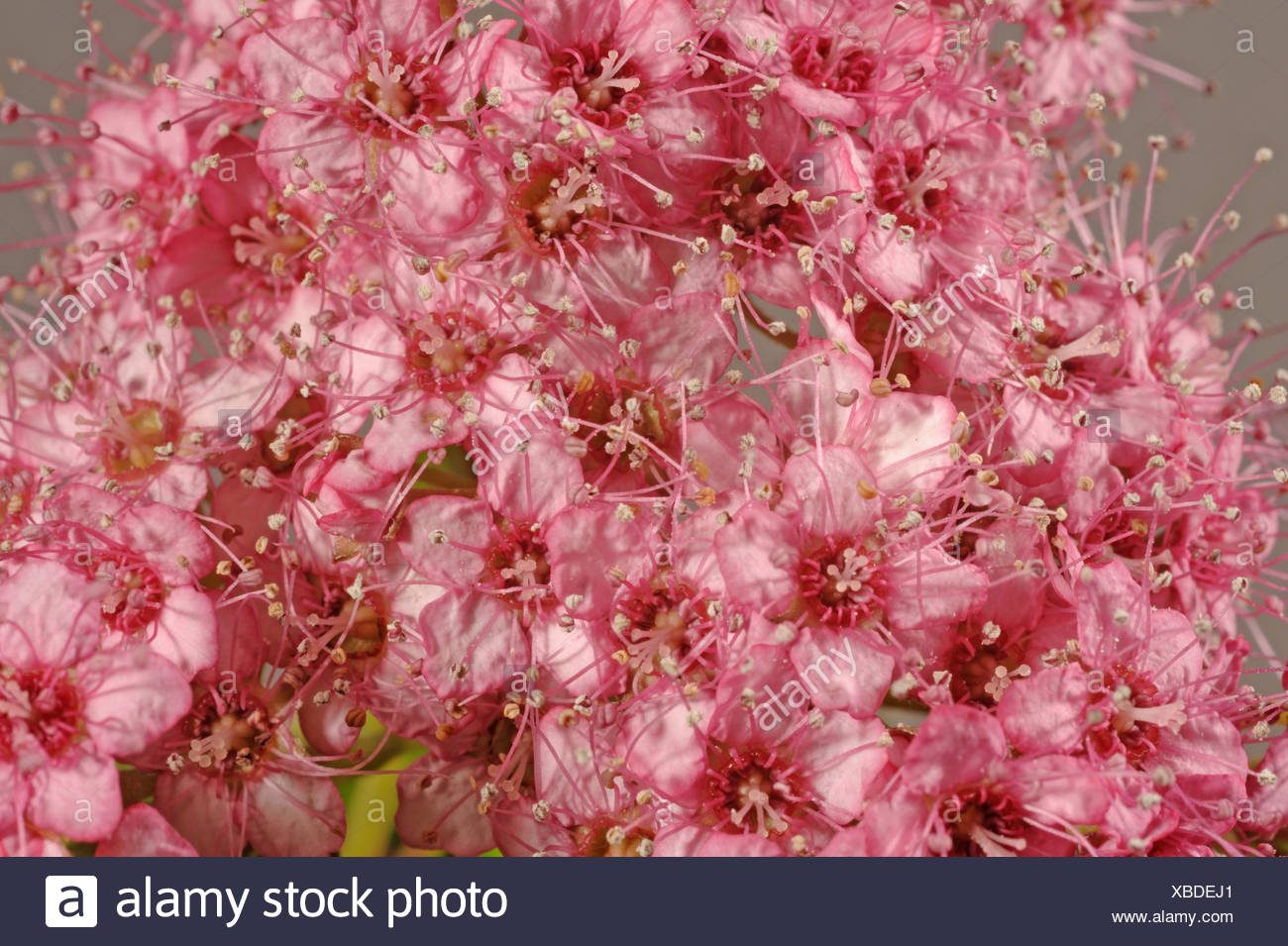 Edible Or Not Spirea Cinerea Grefsheim
