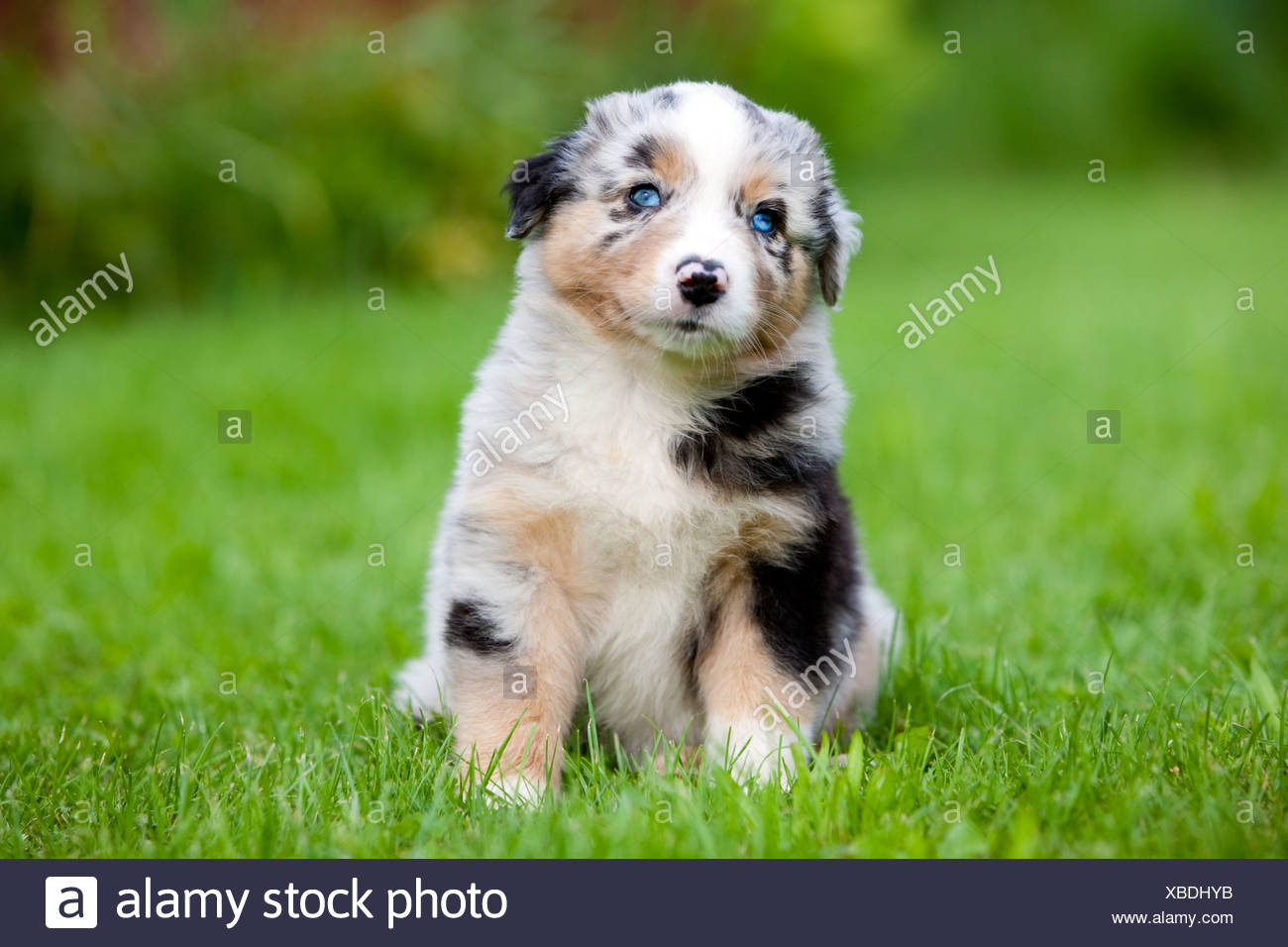 Berger Australien Chiot Assis Dans Un Pre Tyrol Autriche Nord De L Europe Photo Stock Alamy